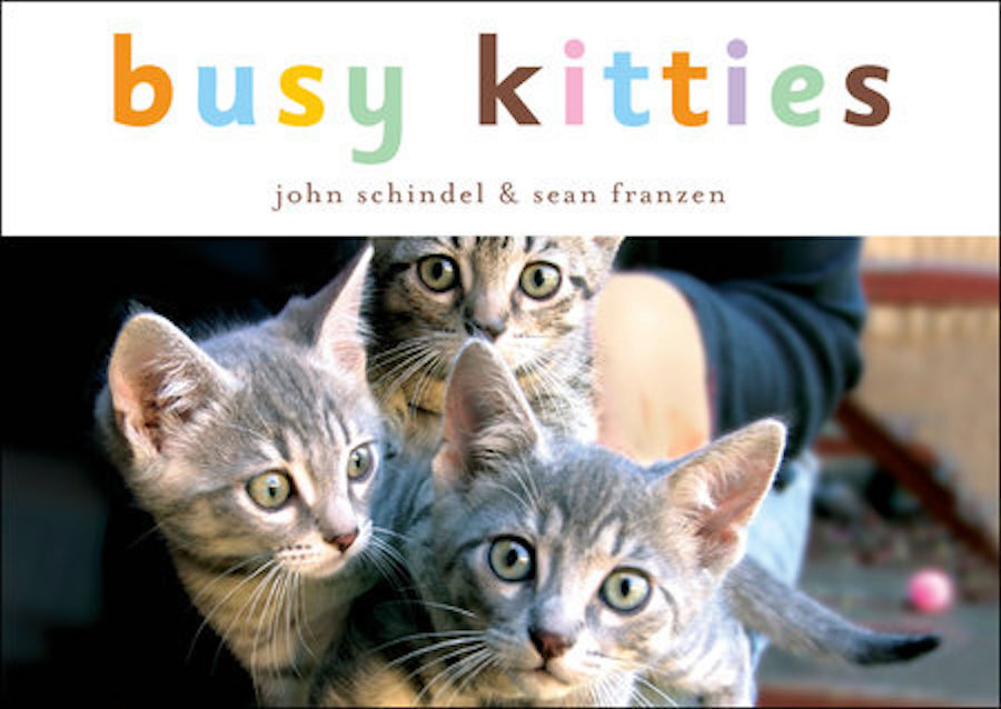 Busy Kitties.jpeg