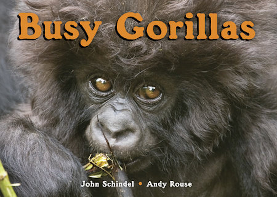 Busy Gorillas.jpeg