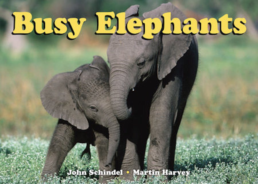 Busy Elephants.jpeg
