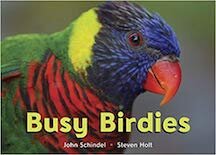 Busy Birdies.jpg
