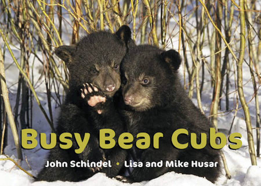 Busy Bear Cubs.jpeg
