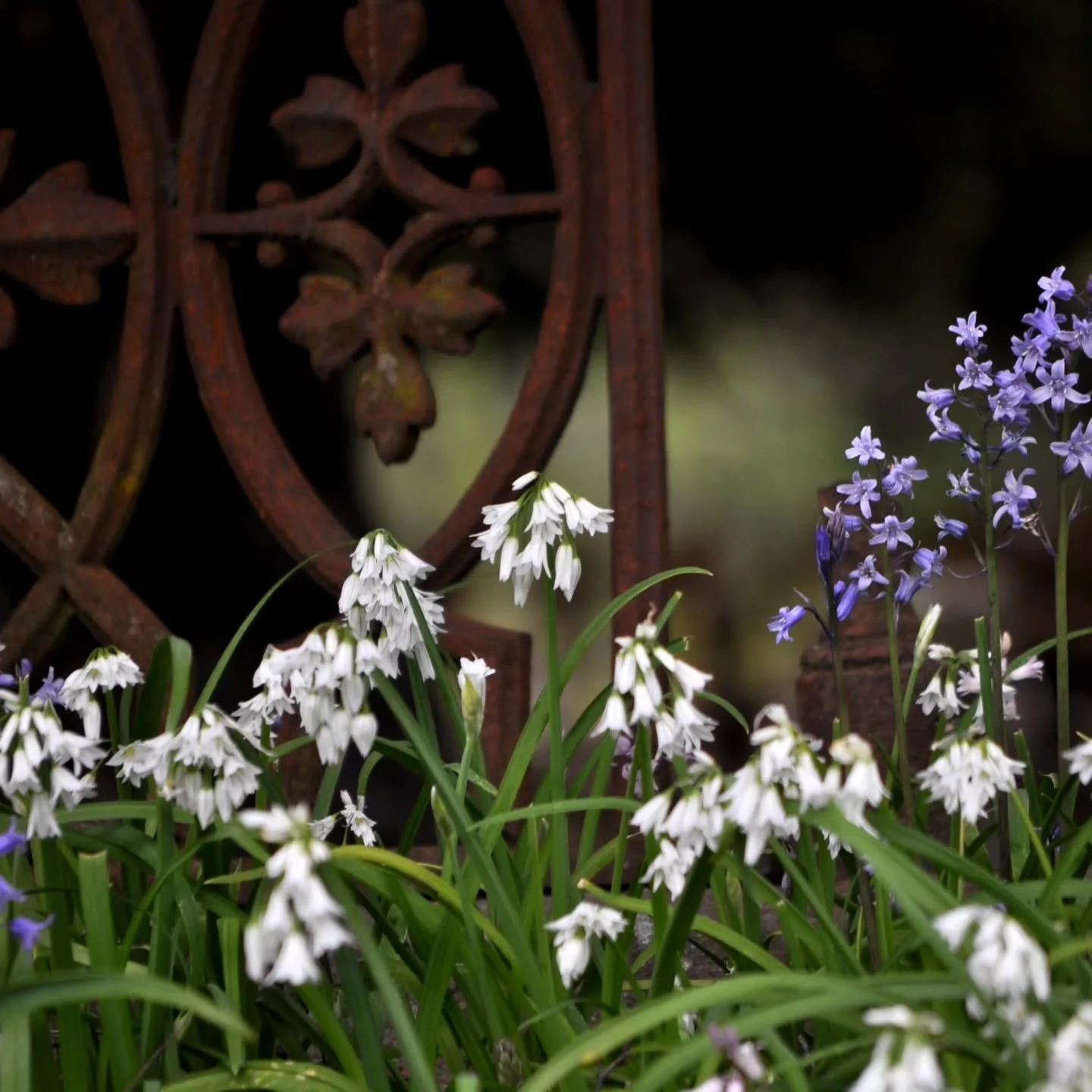 Victorian cemeteries spoke in flowers 🌿💀 Bluebells, or &ldquo;fairy thimbles,&rdquo; warned of lingering spirits, while snowdrops symbolized hope and renewal&hellip; but bringing them indoors was considered bad luck. Some even believed drinking Sno