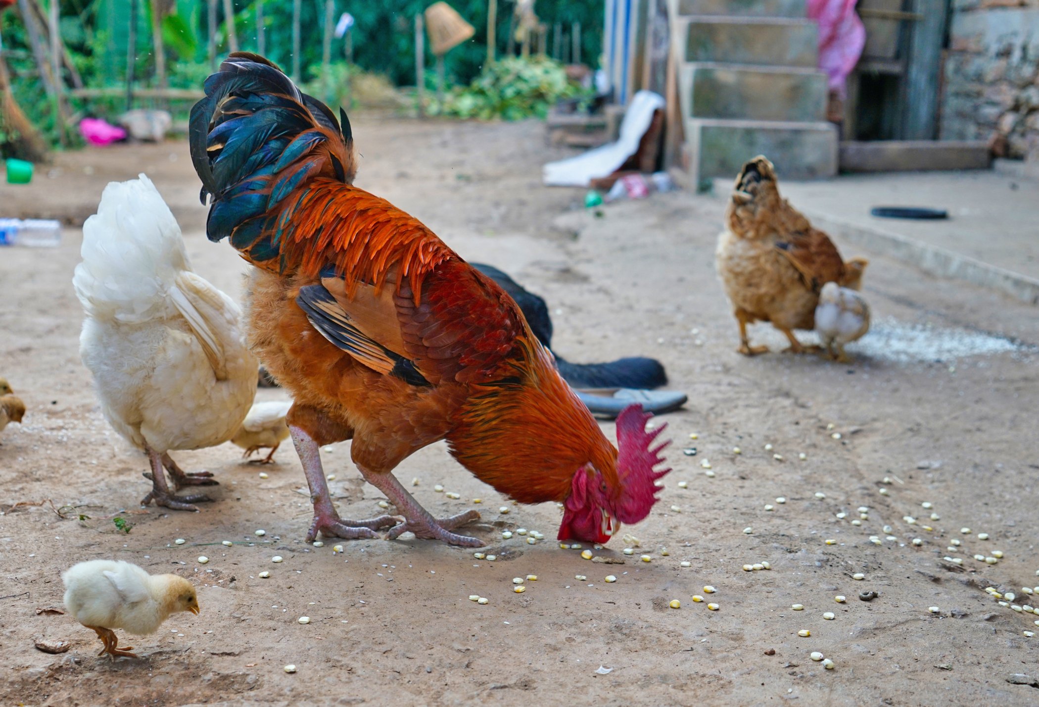 Chickens 1 smaller.jpg