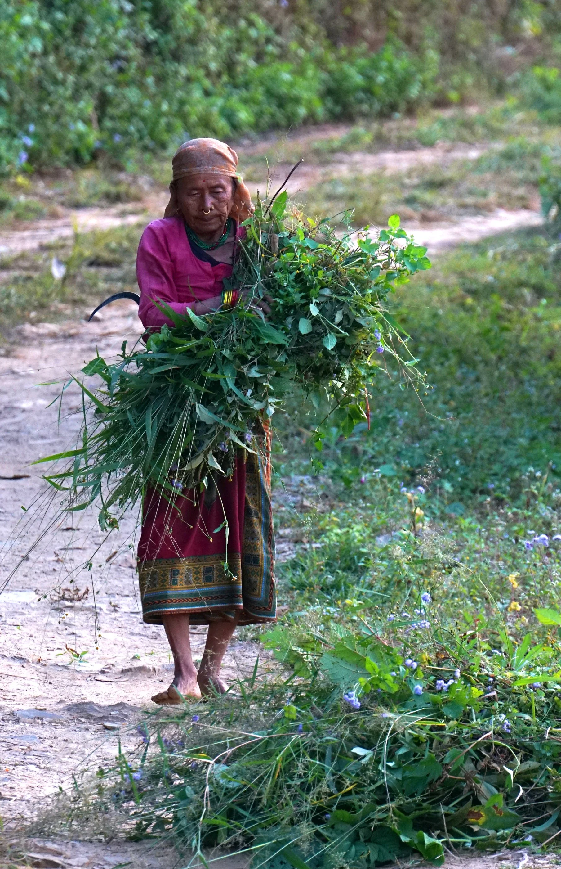 old woman gathering leaves in Tindhara 3 smaller.jpg