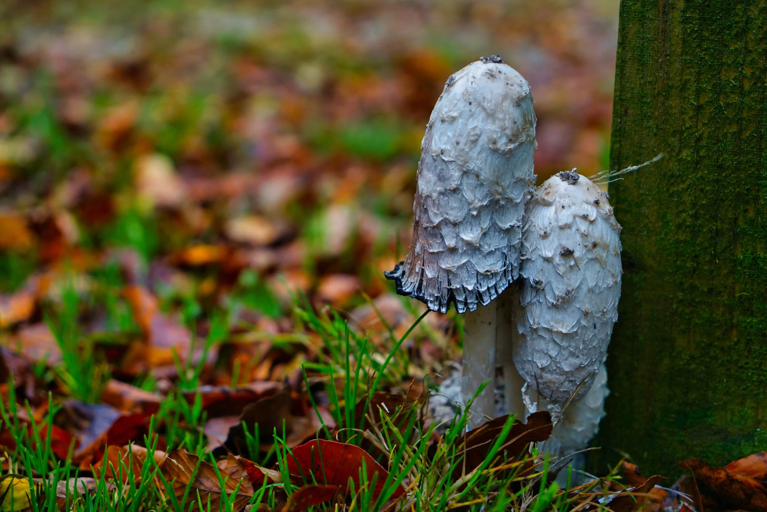 mushrooms 3 website.jpg