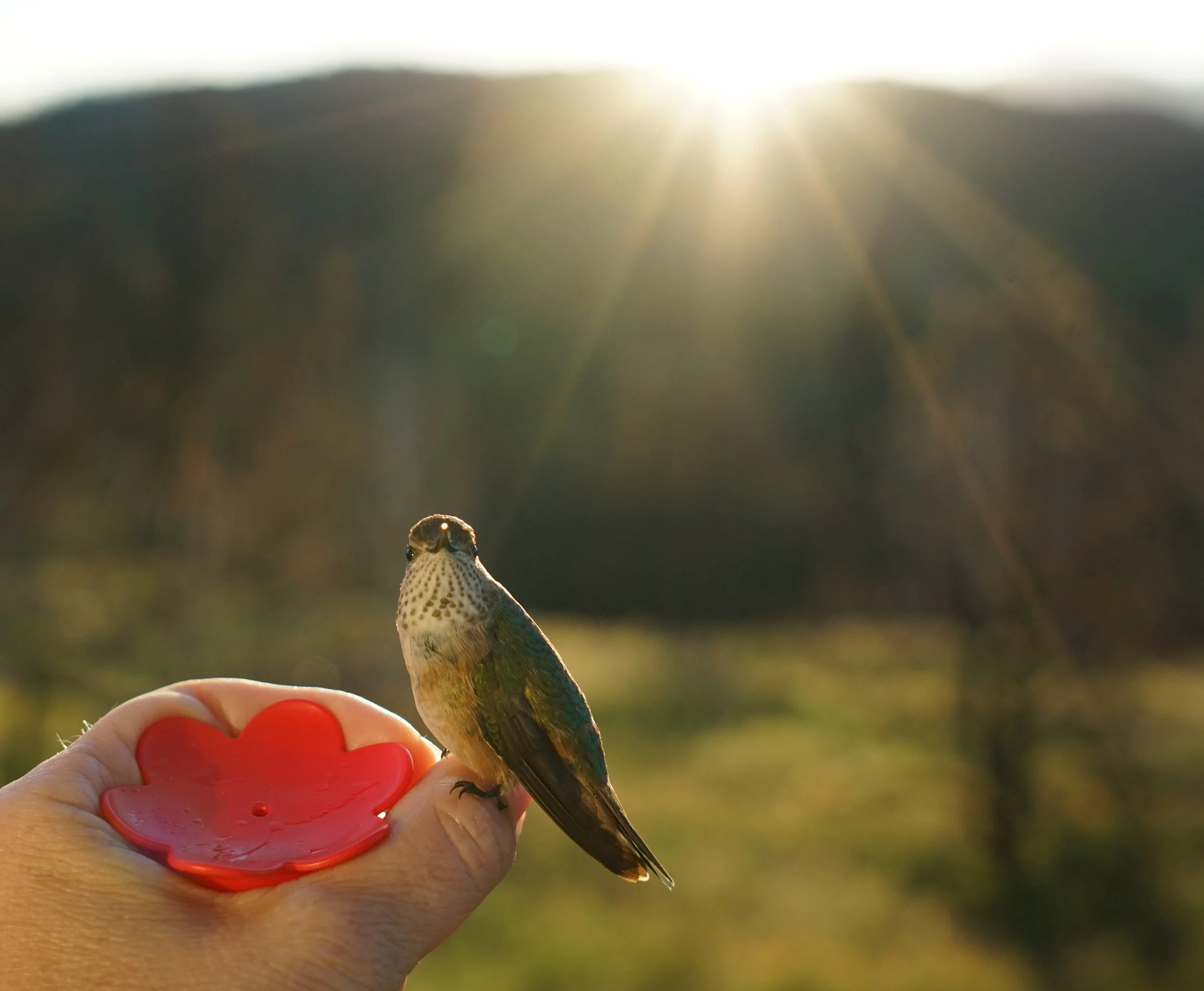 Hummingbird sunrise 8.jpg