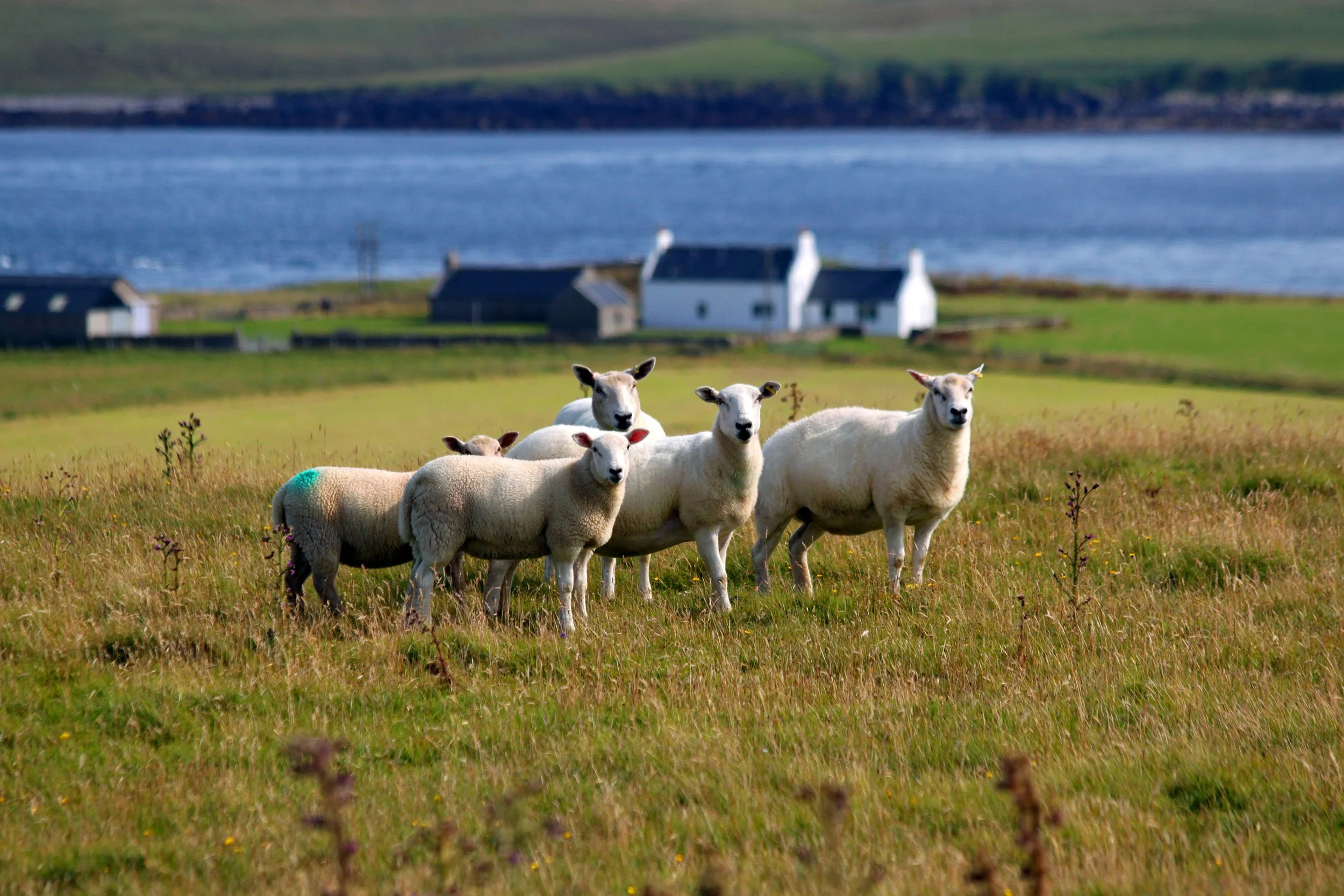 Sheep and white house 2 website.jpg