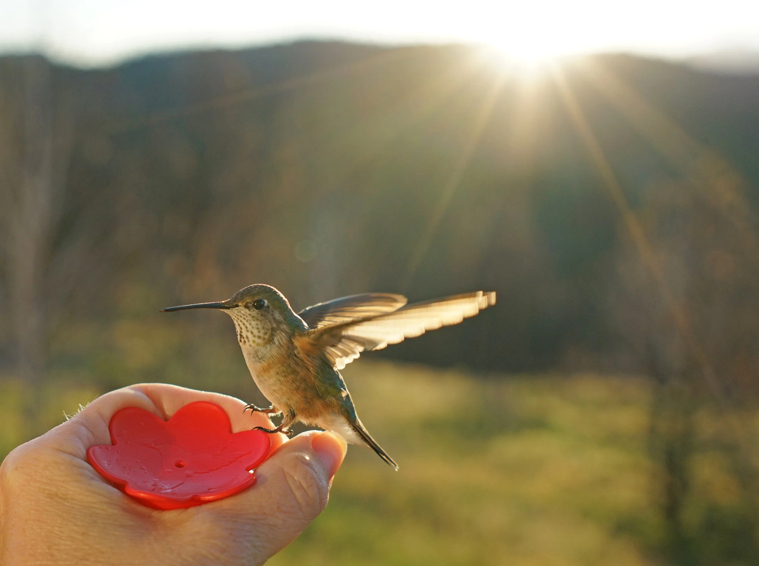 Hummingbird sunrise 4.jpg