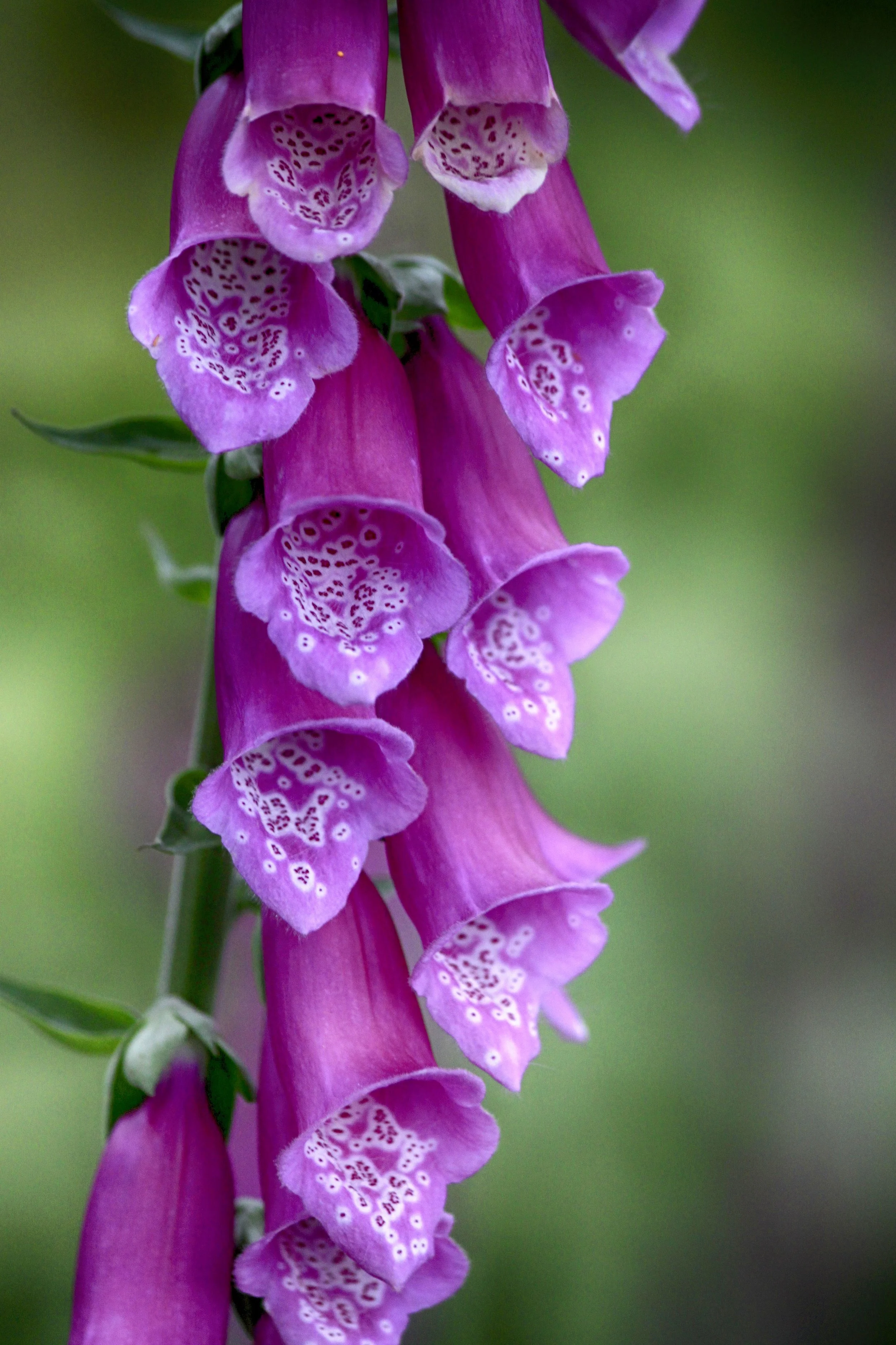 Purple flowers 5.JPG
