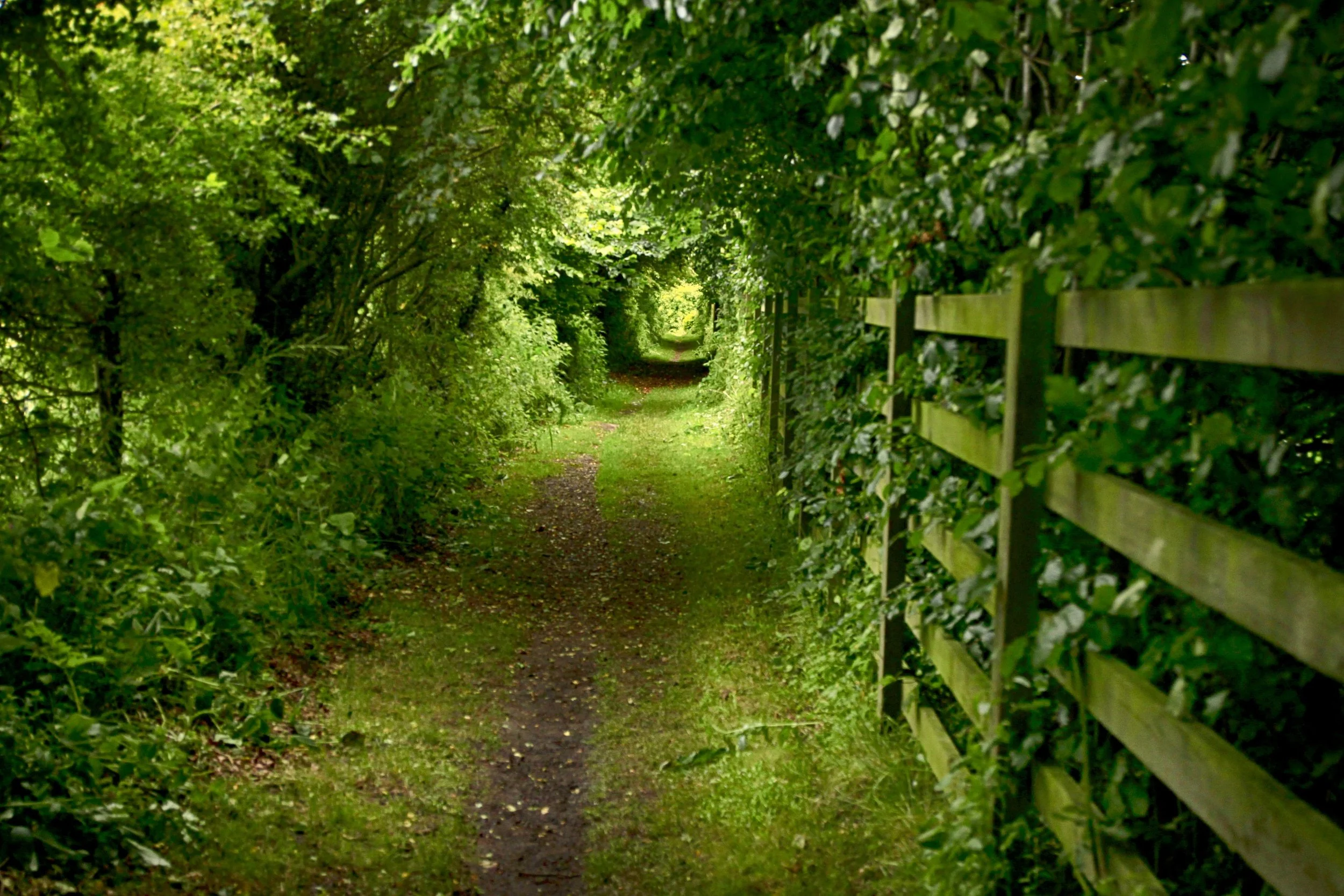 Tree tunnel 1.JPG