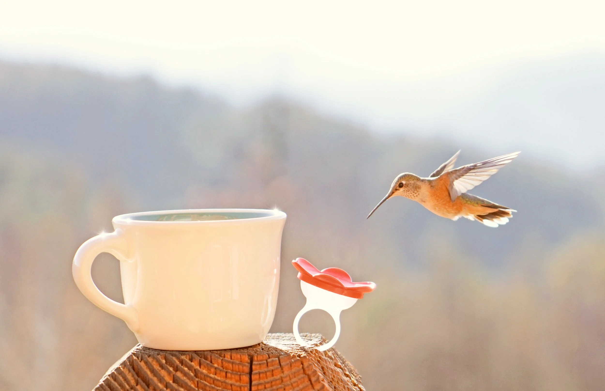 coffee nectar 1 filtered 2.jpg