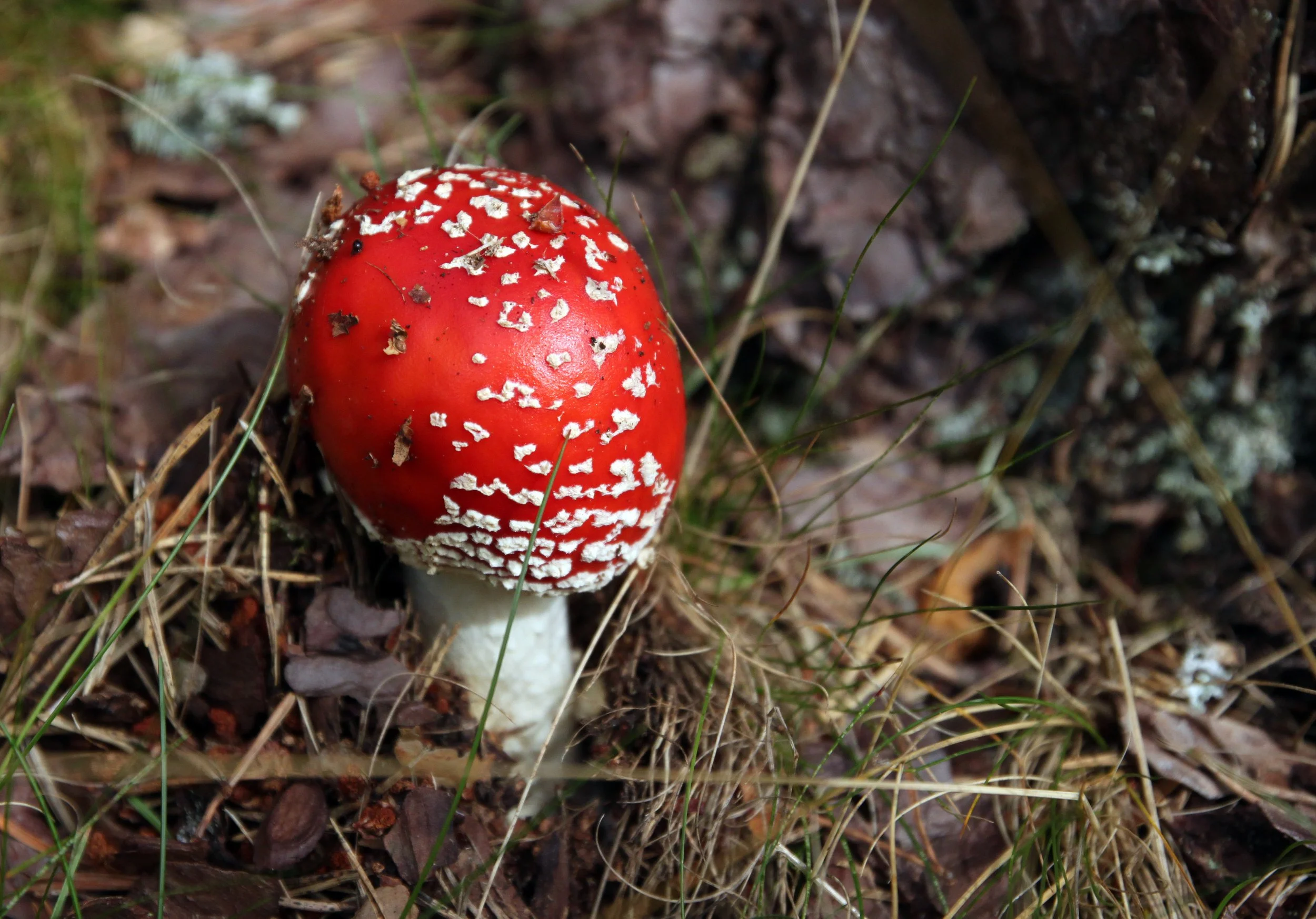 red mushroom 6.jpg