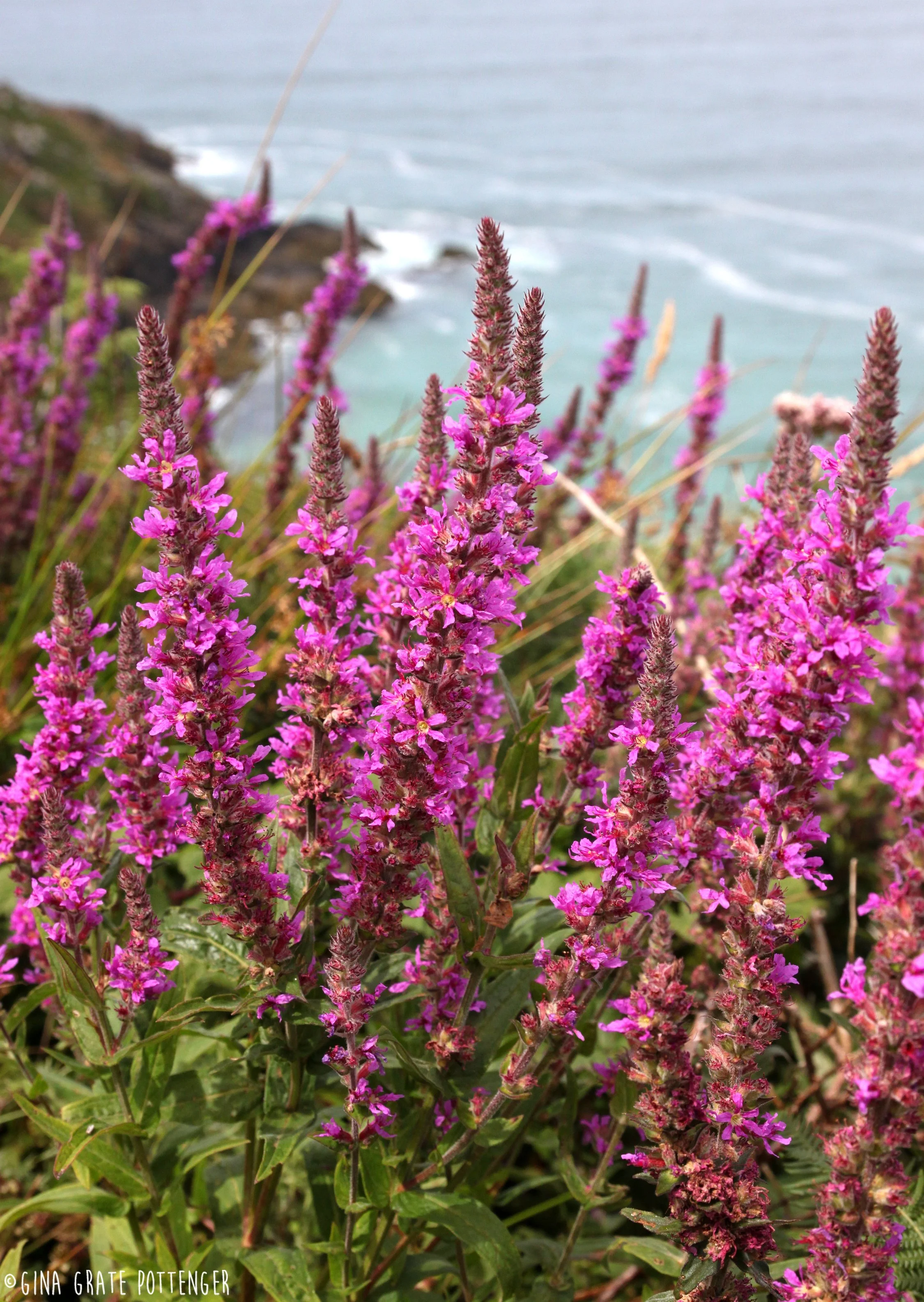 Flowers by coast 3 copyright website.jpg