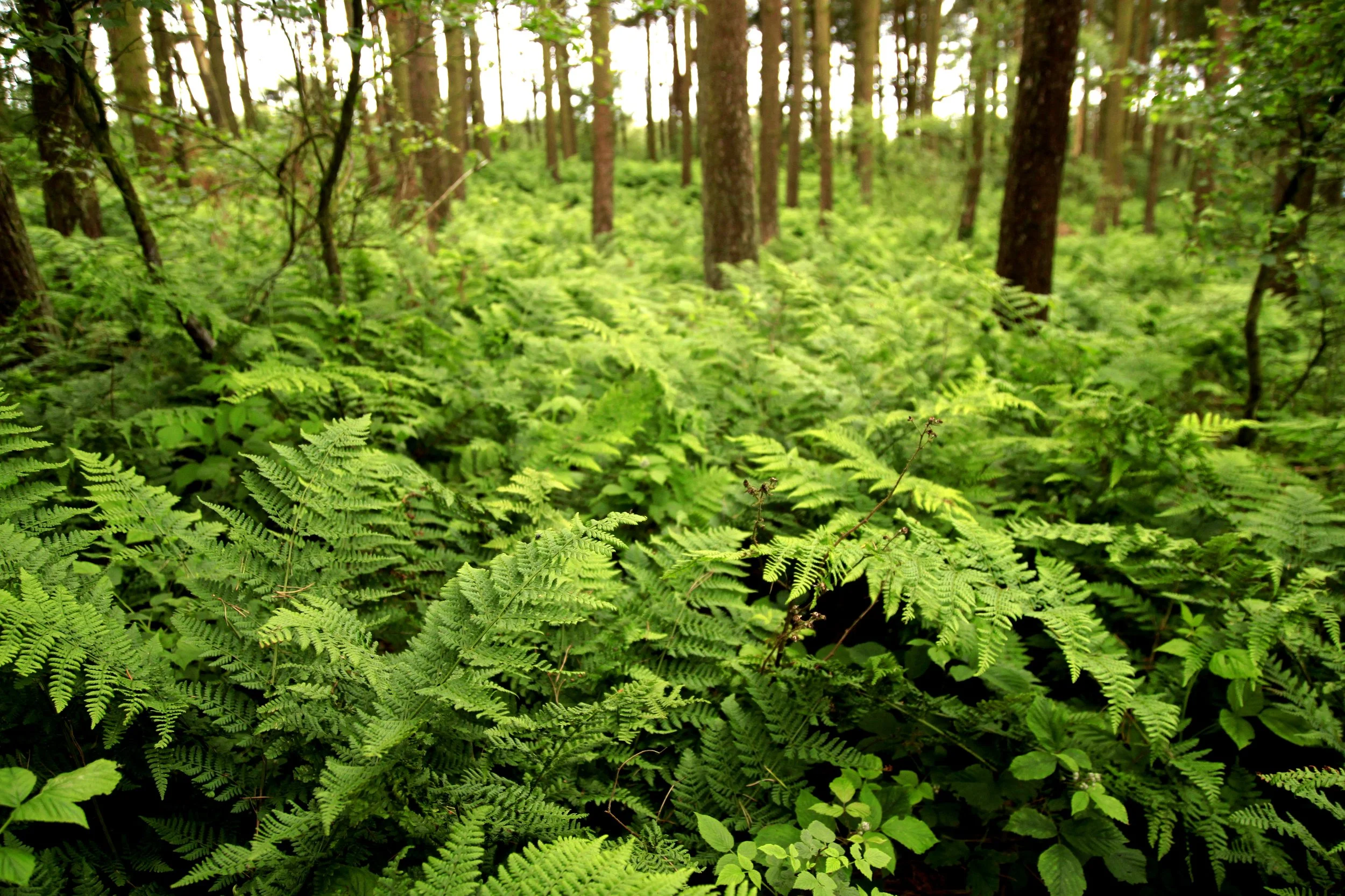 Ferns 5.jpg