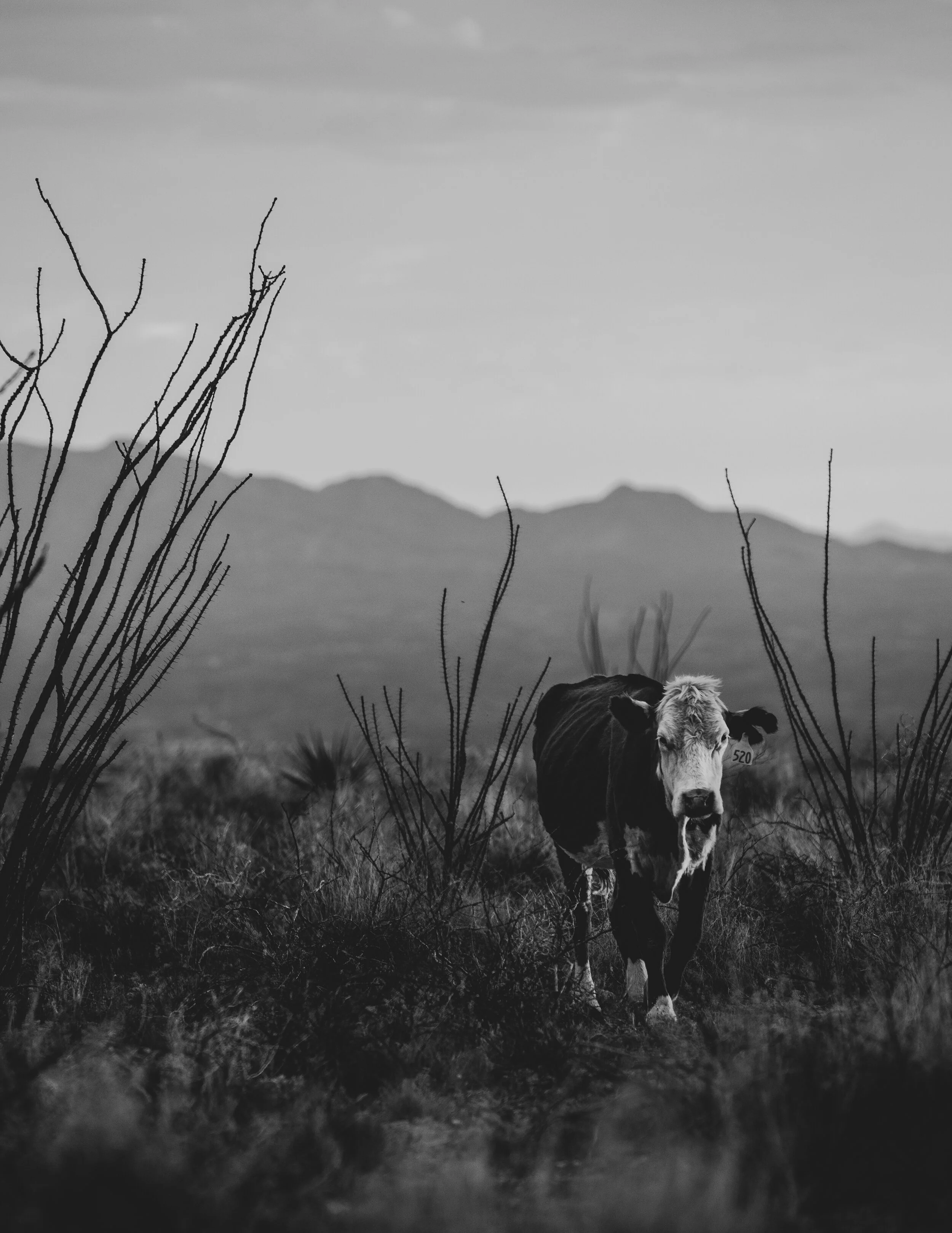 0AFEFB98-92B9-4250-BE38-5E66A28E8CC1