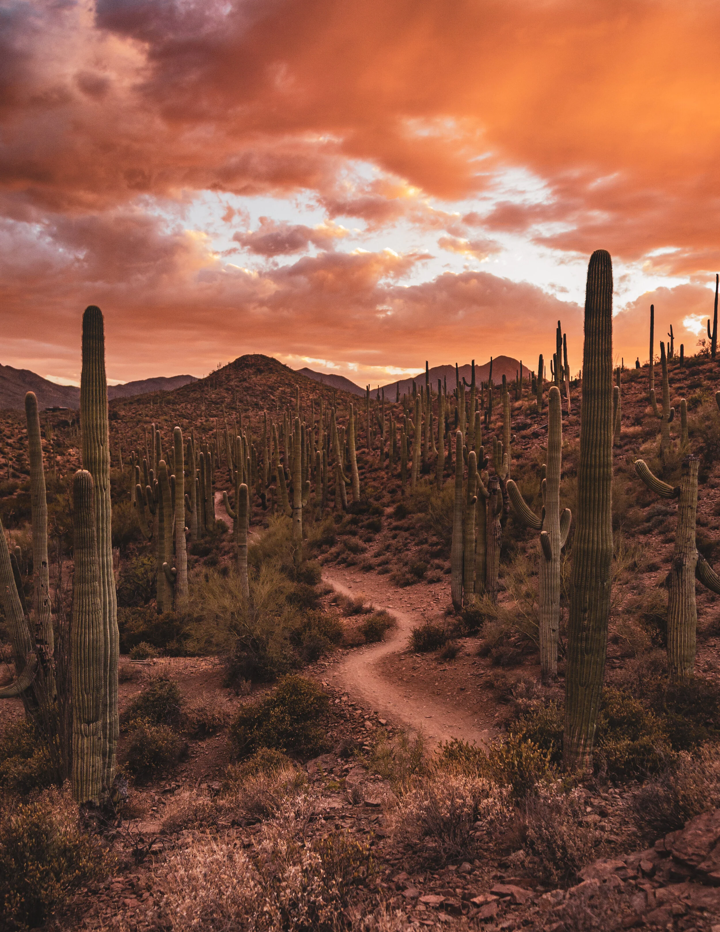 56601A24-727F-4795-B37B-53A2F6456555