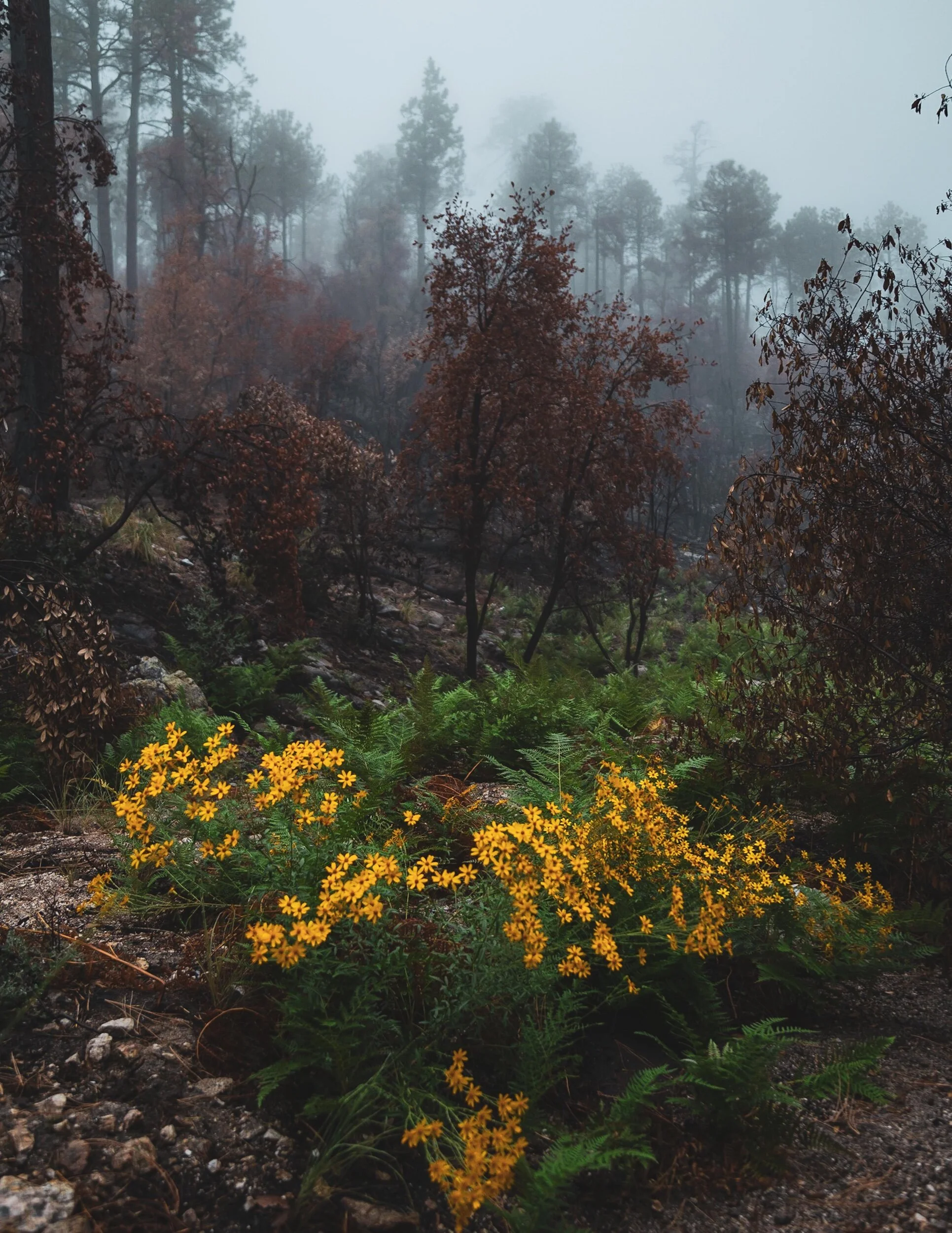 7CDC2480-5F97-4030-B9CF-FBAB6B277F23