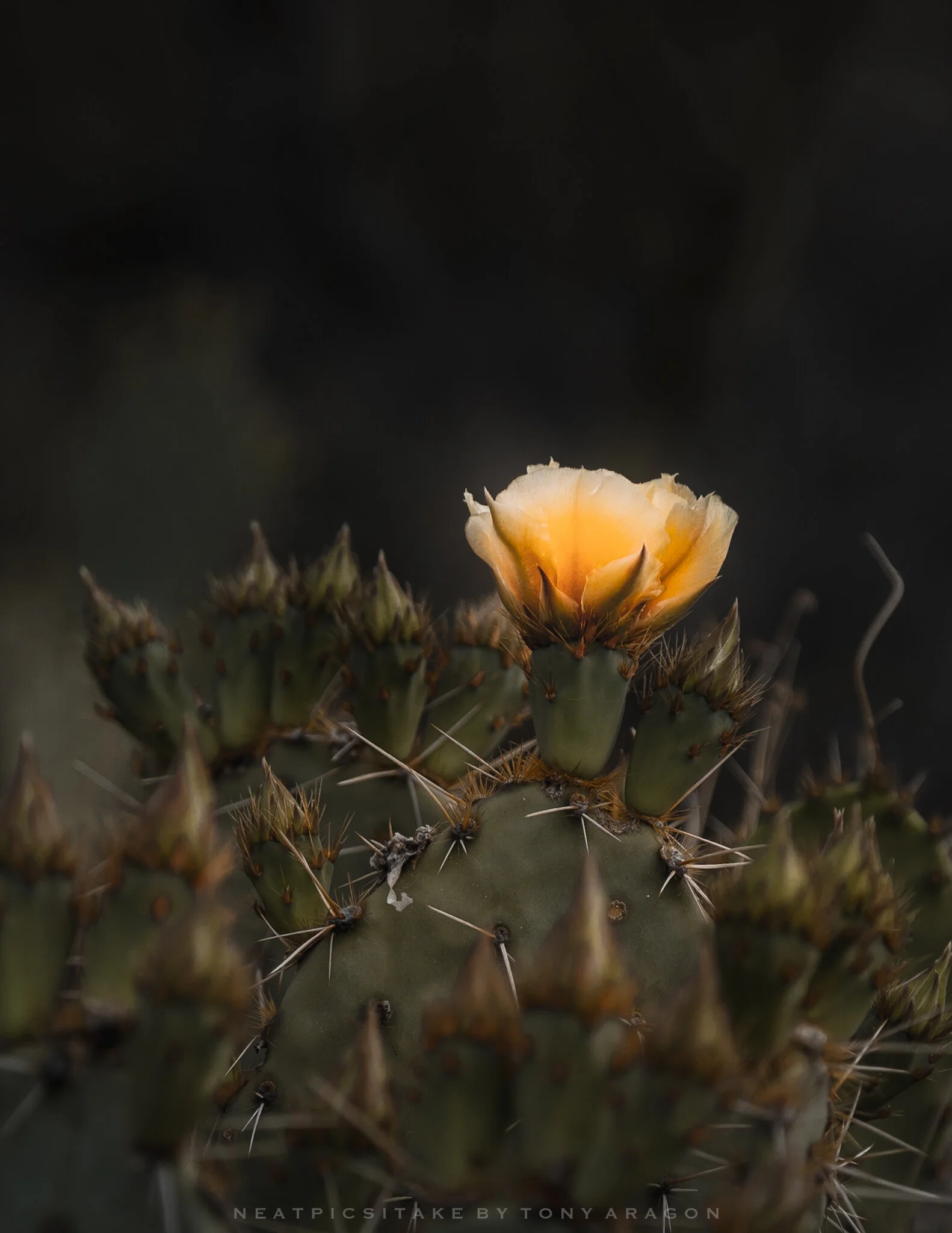 981964C8-A46D-4C9C-AA08-774172E490EB