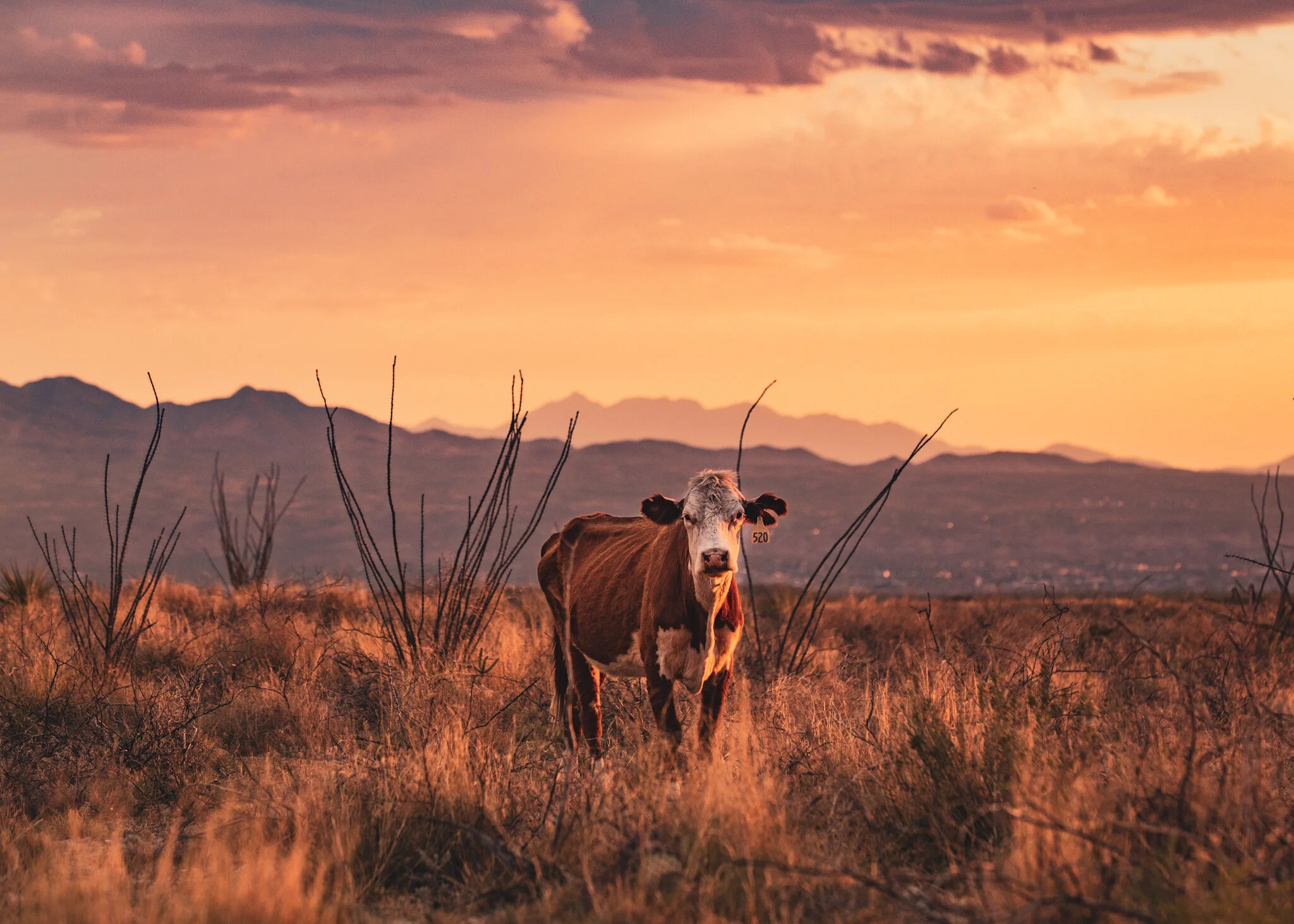 2ED4355E-362B-40D2-A340-056B6312C4DE