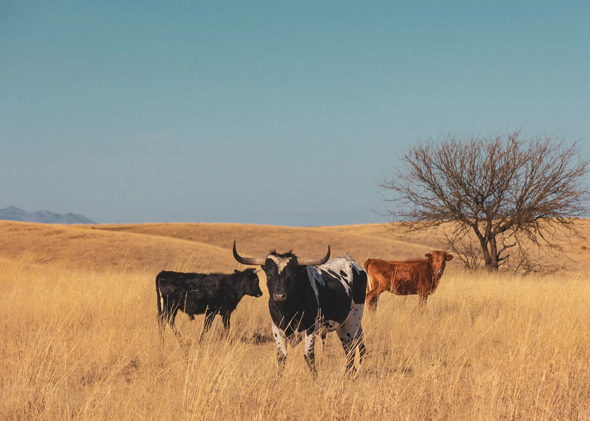 9EA4C3E6-2106-4BA3-BBE7-0131650AB51D