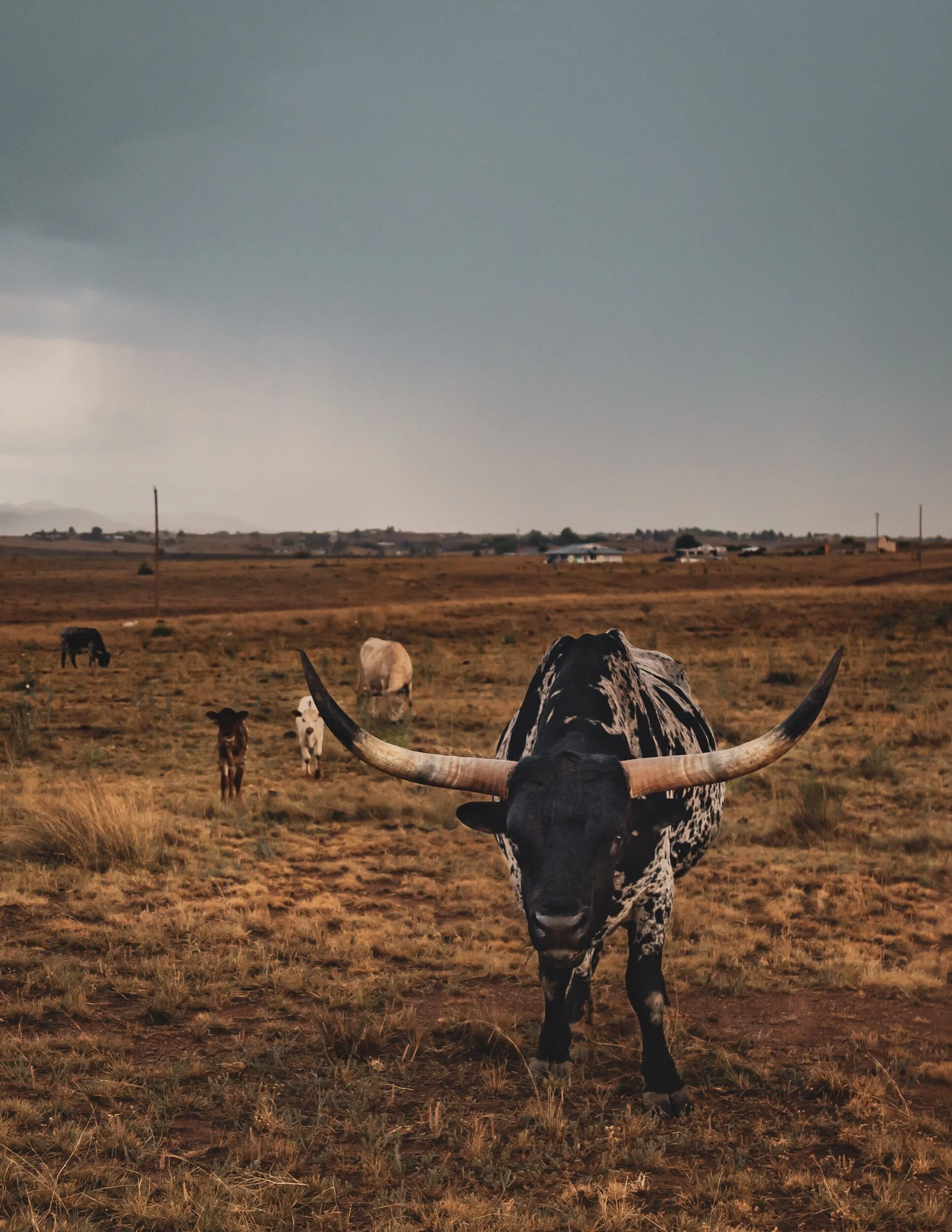 046B9AC8-B9EA-4AC7-BBE8-BFAD2C70BF60