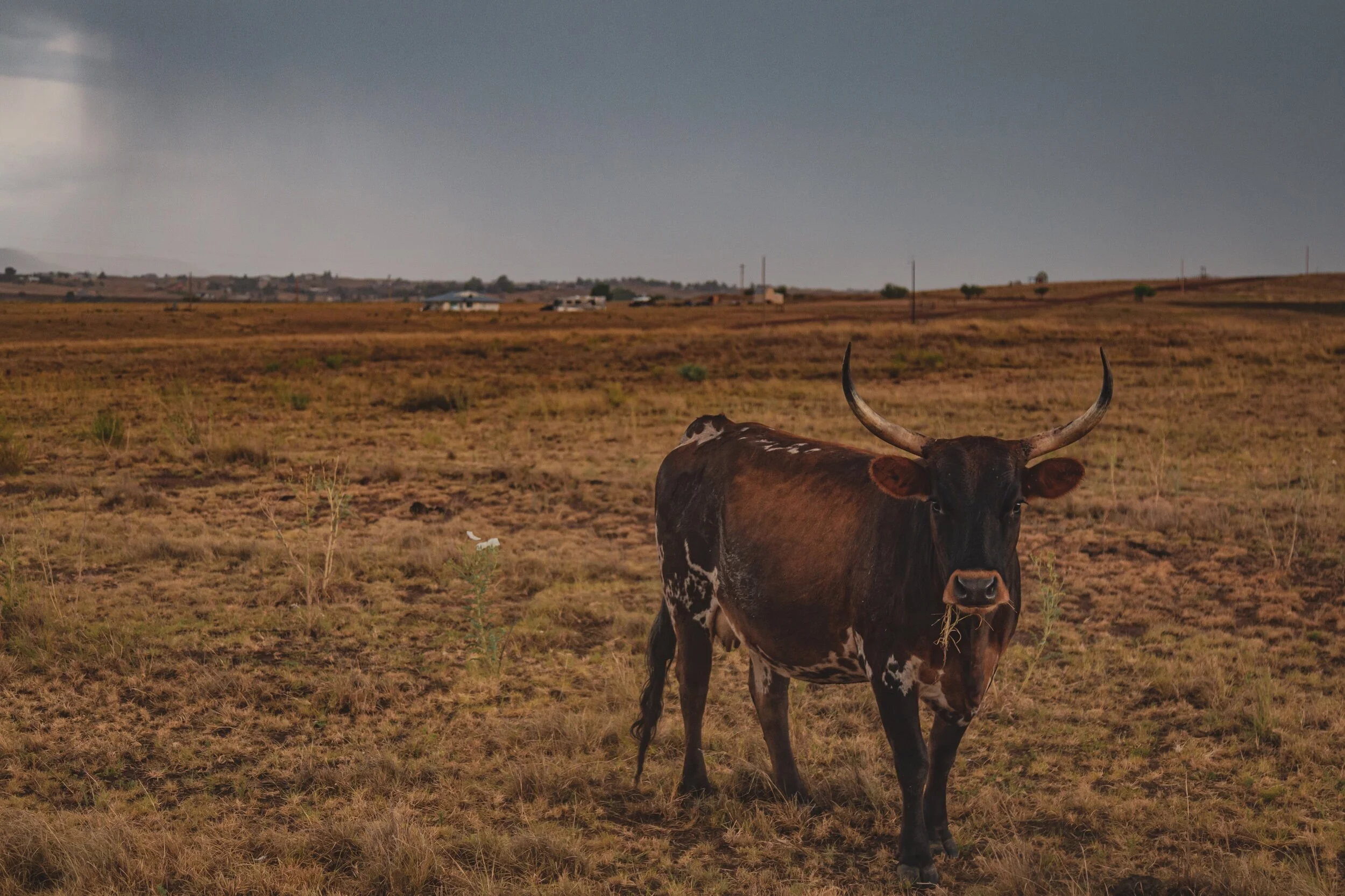 38D80655-435A-4390-8ED0-09221D1CFEBD