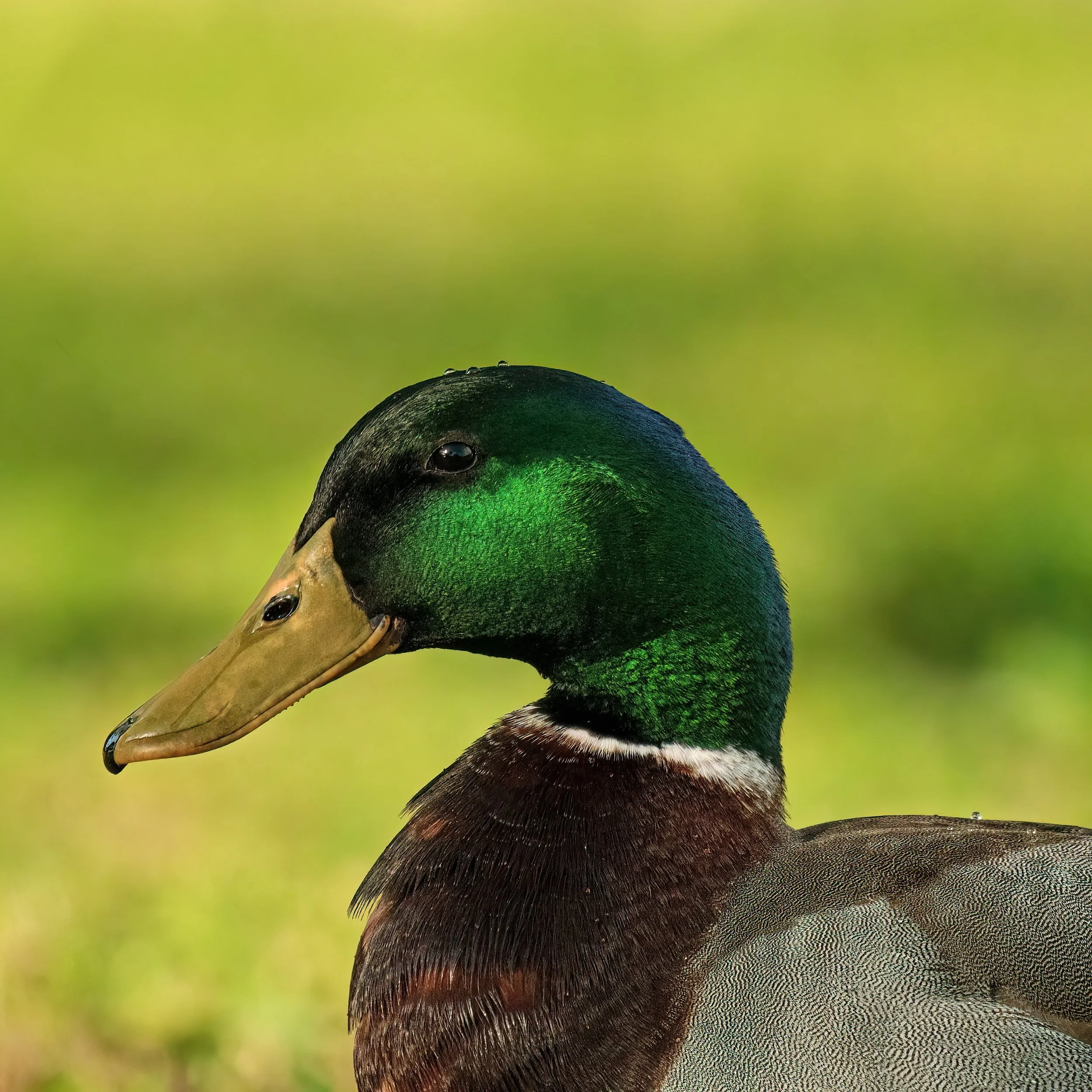 To Be or Not To Be....jpg