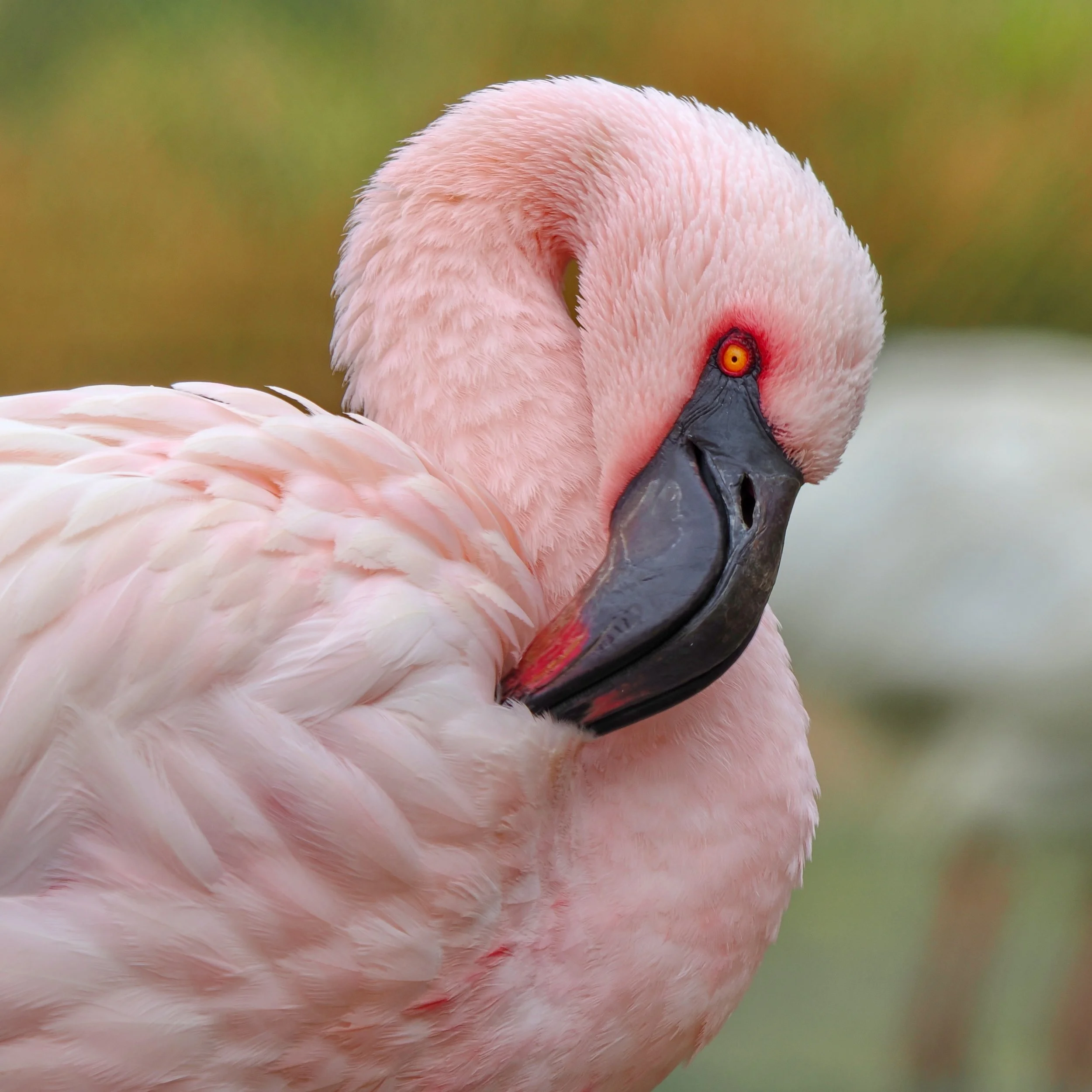 O_ZOO_004.JPG