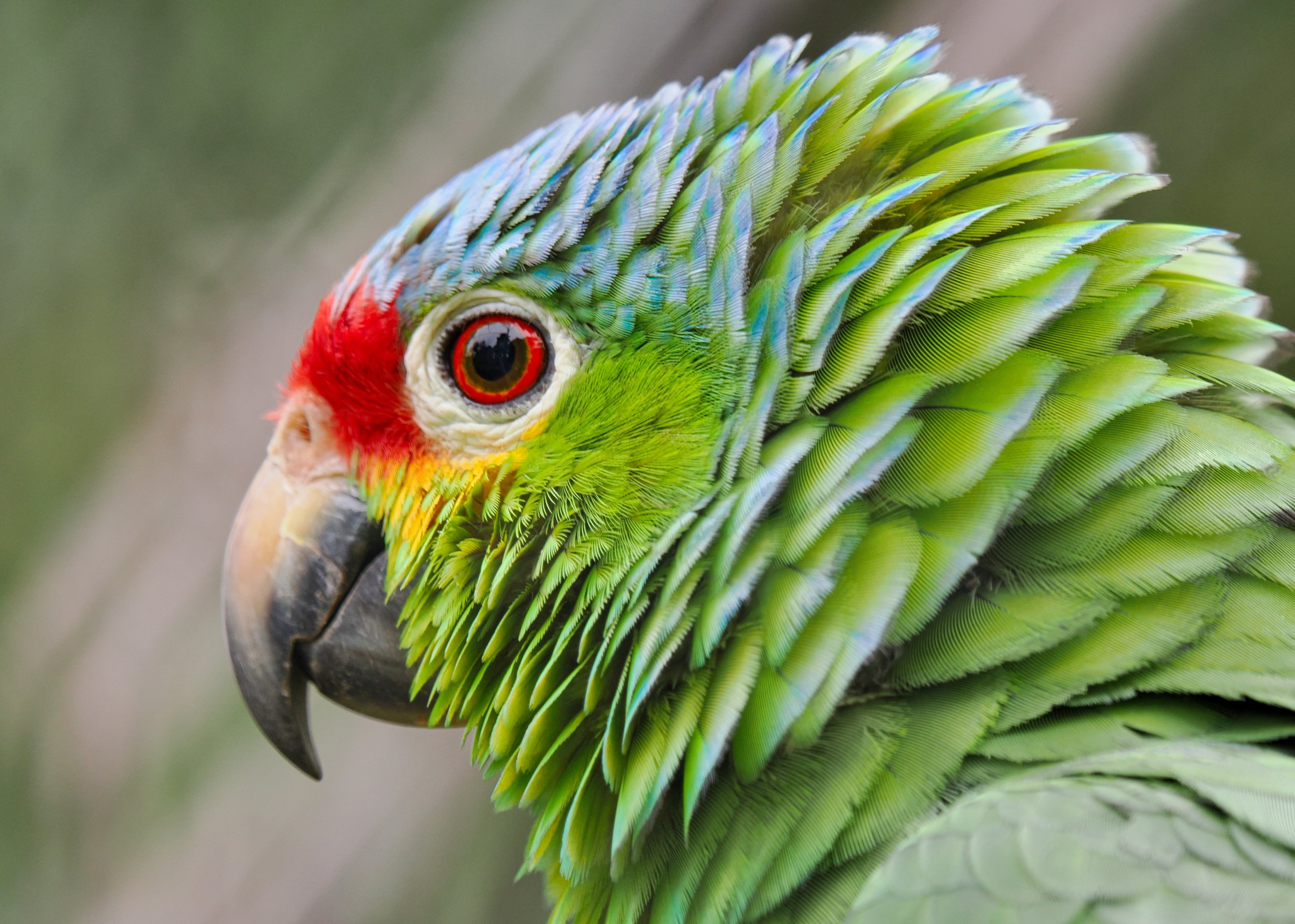 O_ZOO_005.JPG