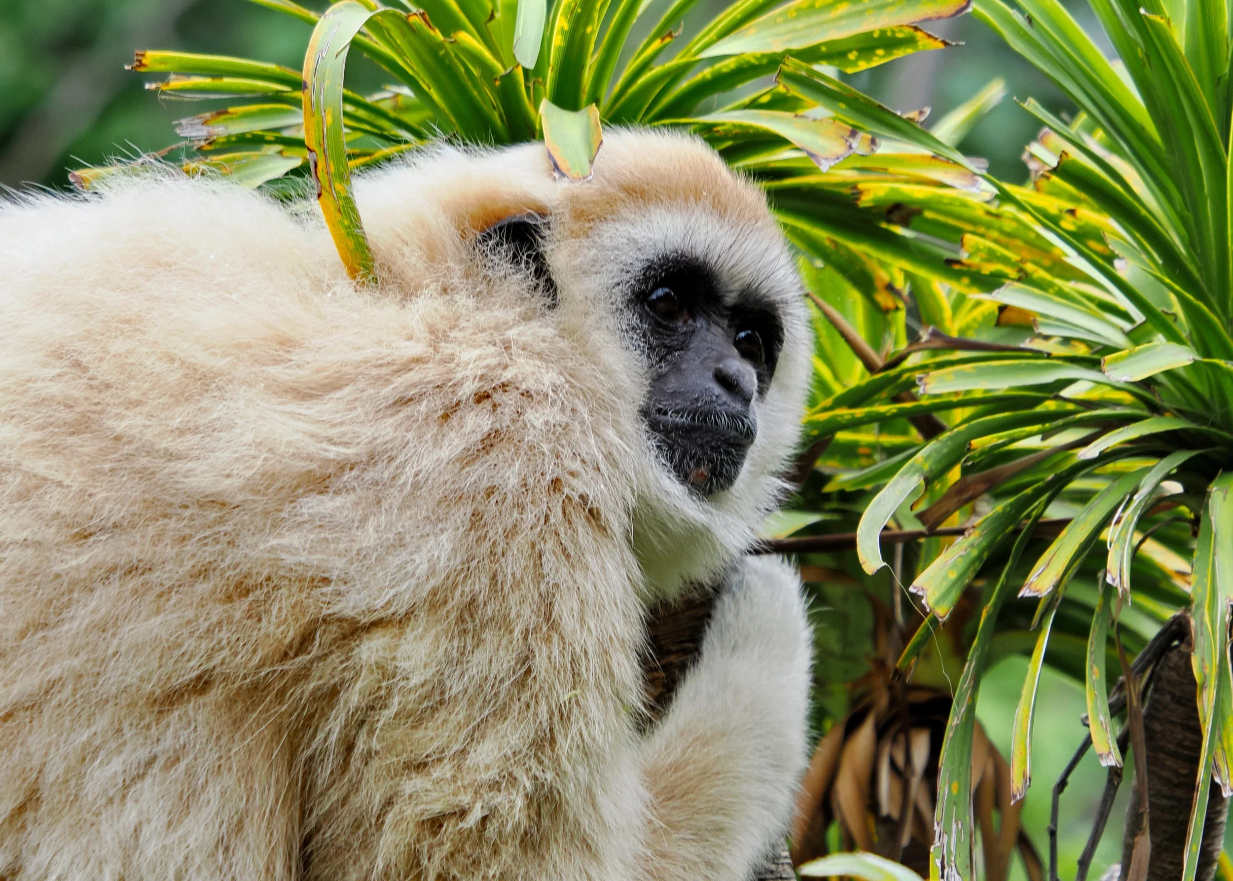 O_ZOO_007.JPG