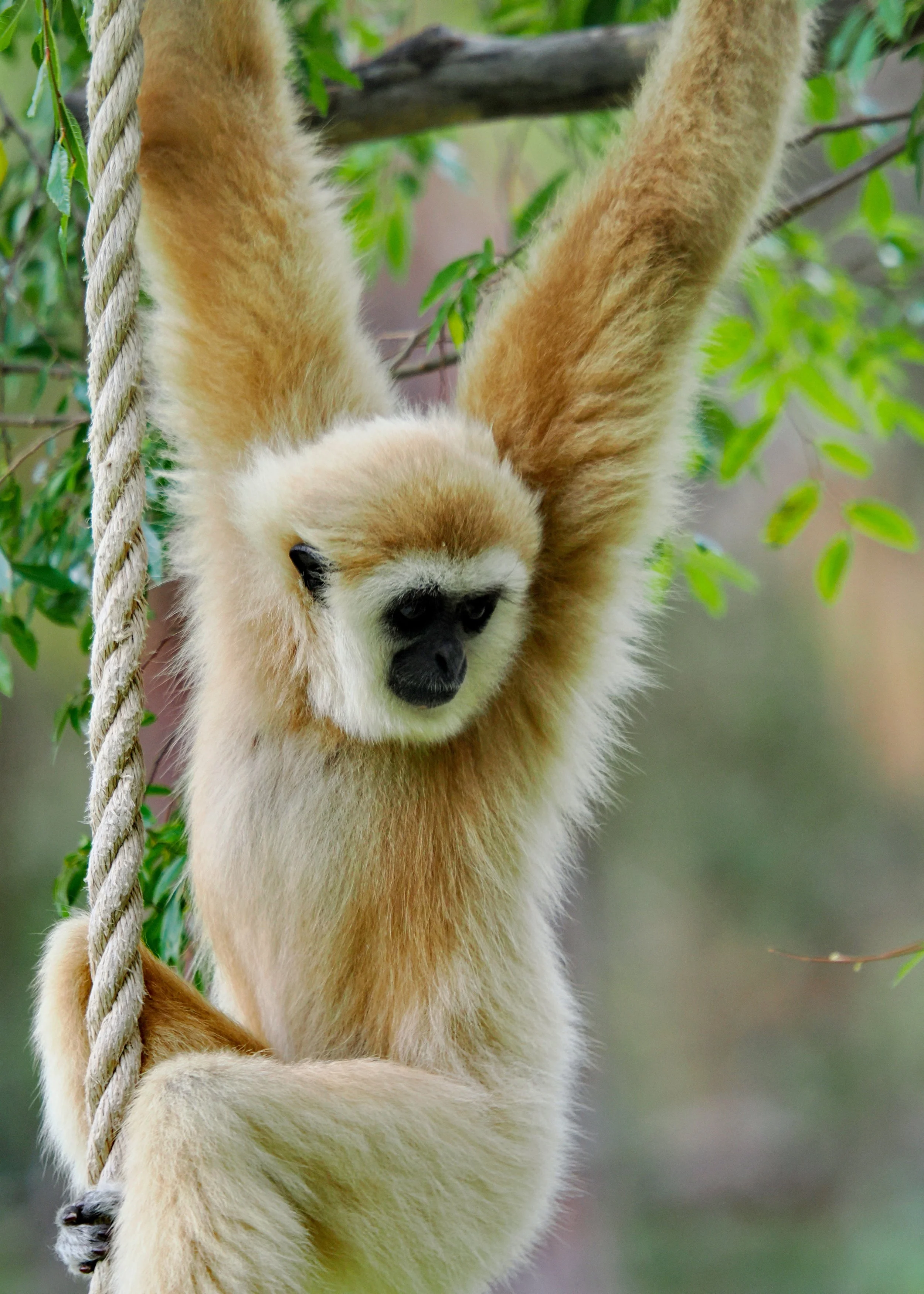 O_ZOO_008.JPG