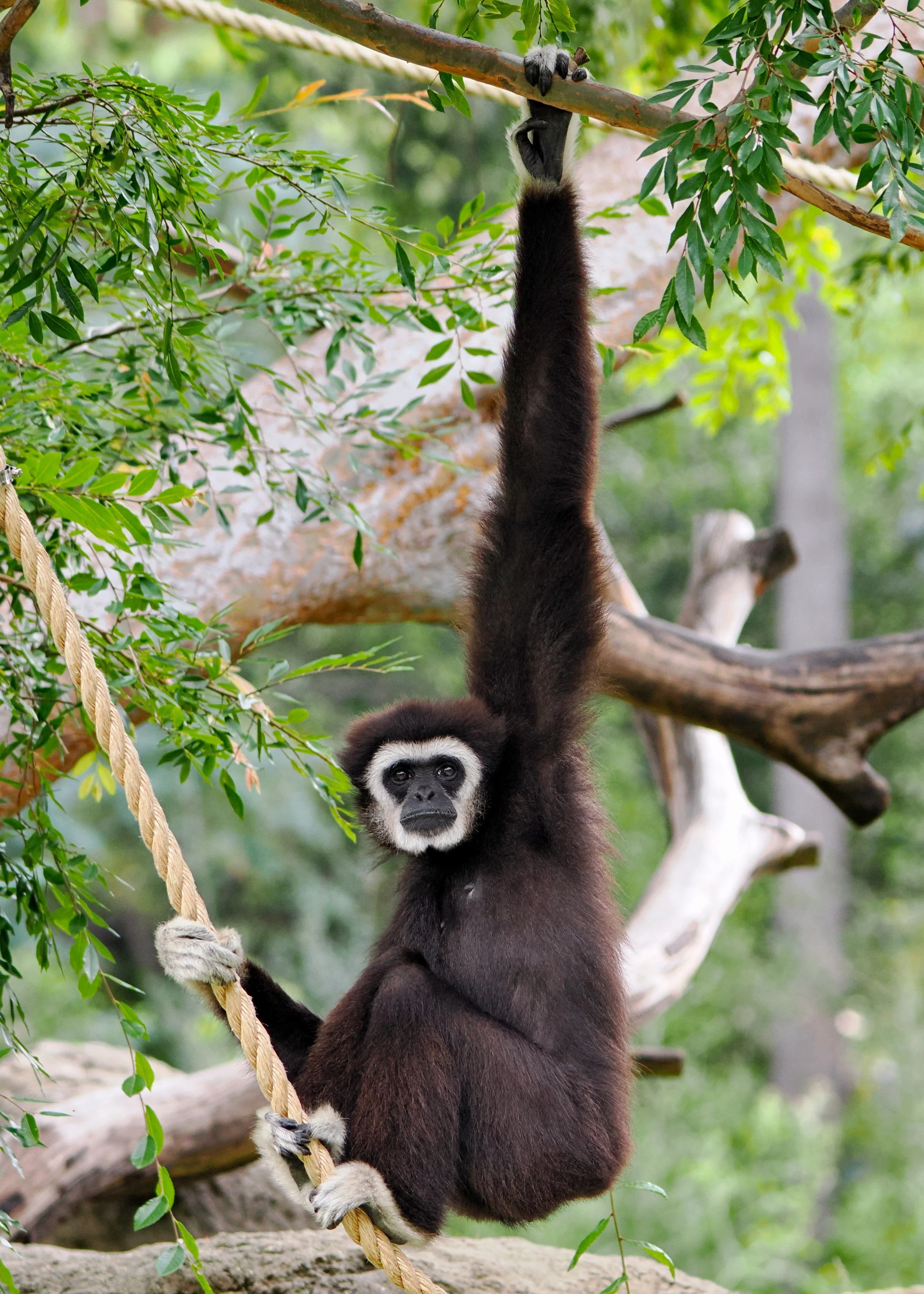 O_ZOO_011.JPG