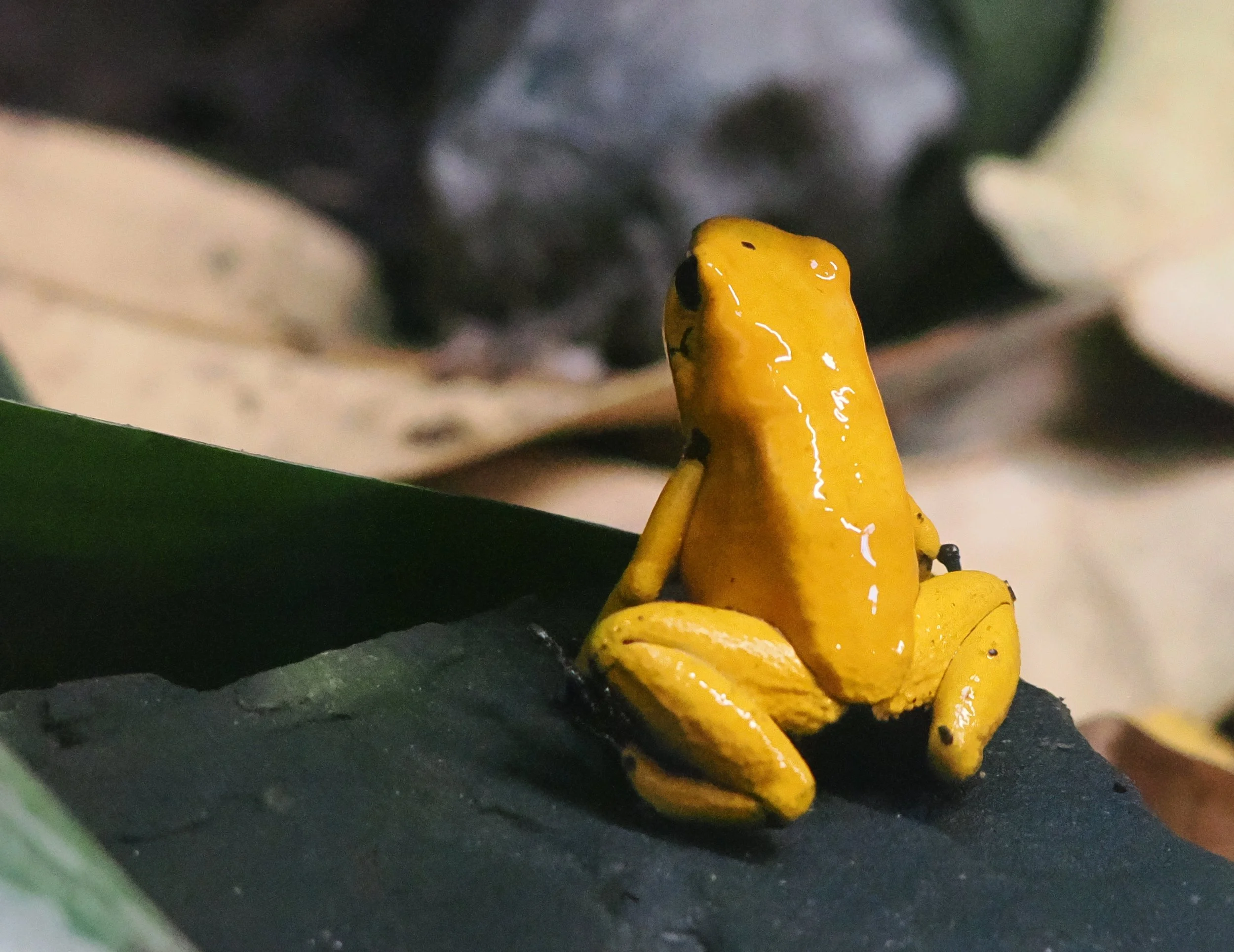 O_ZOO_026.JPG