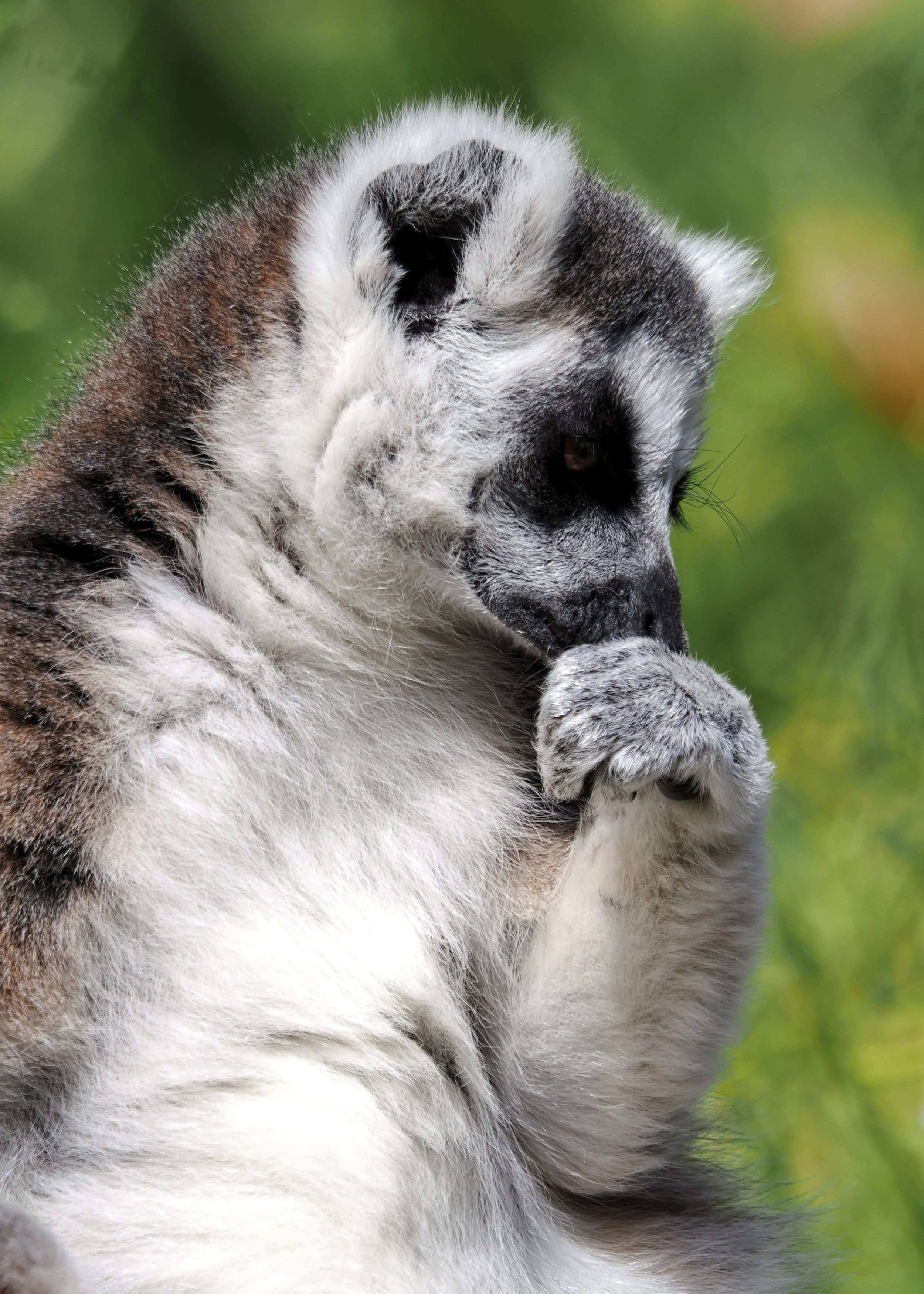 O_ZOO_029.JPG