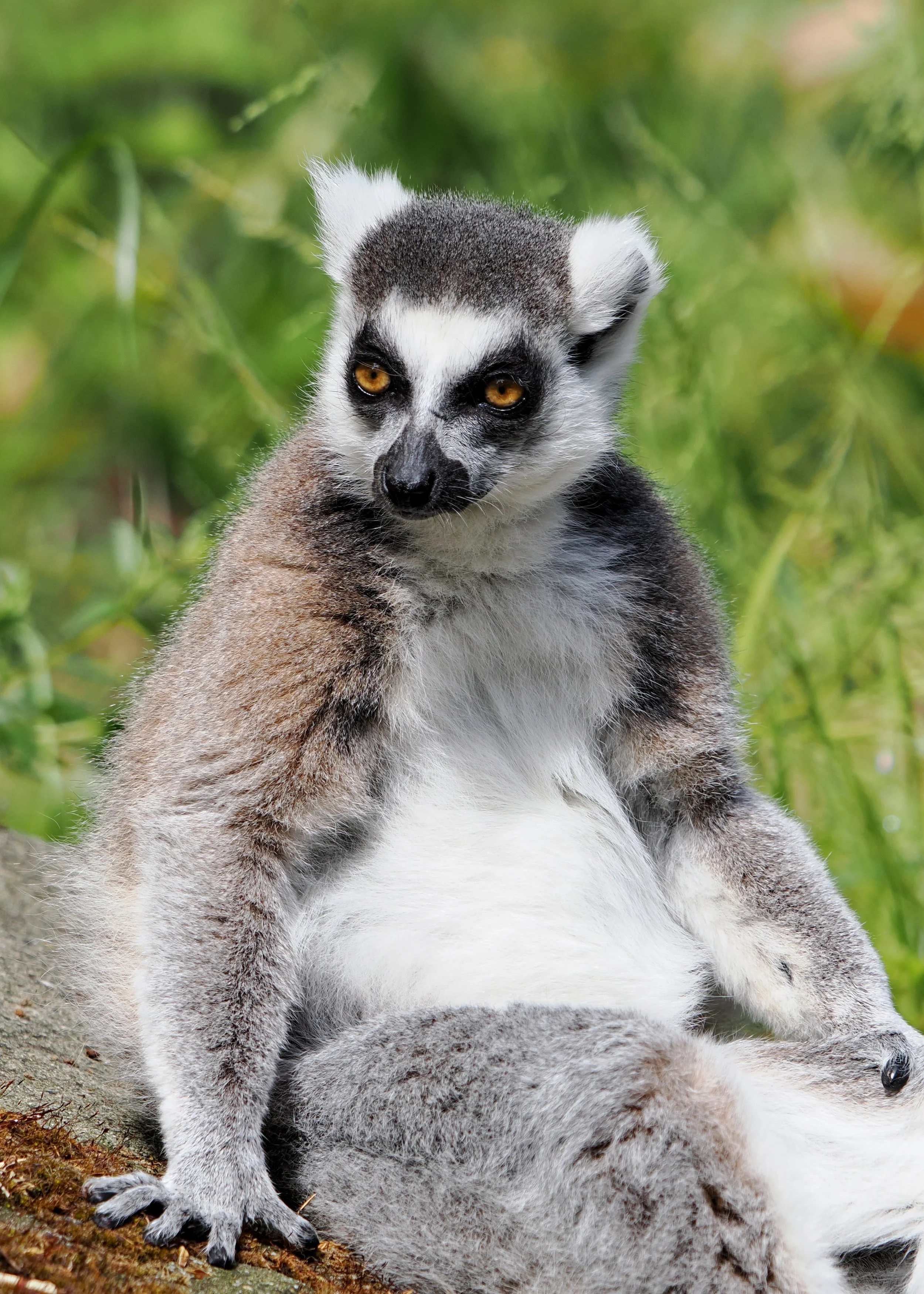 O_ZOO_028.JPG