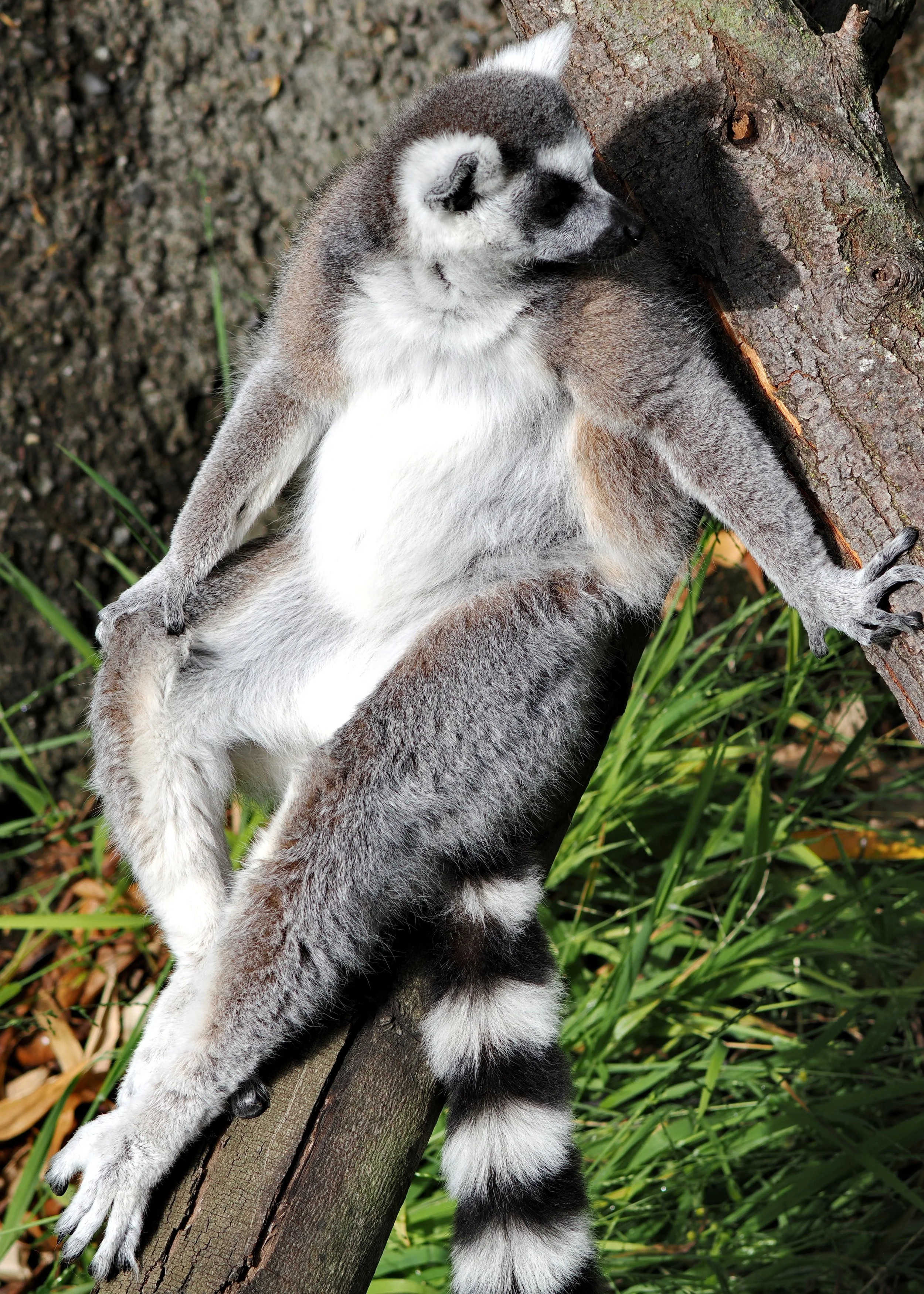 O_ZOO_031.JPG