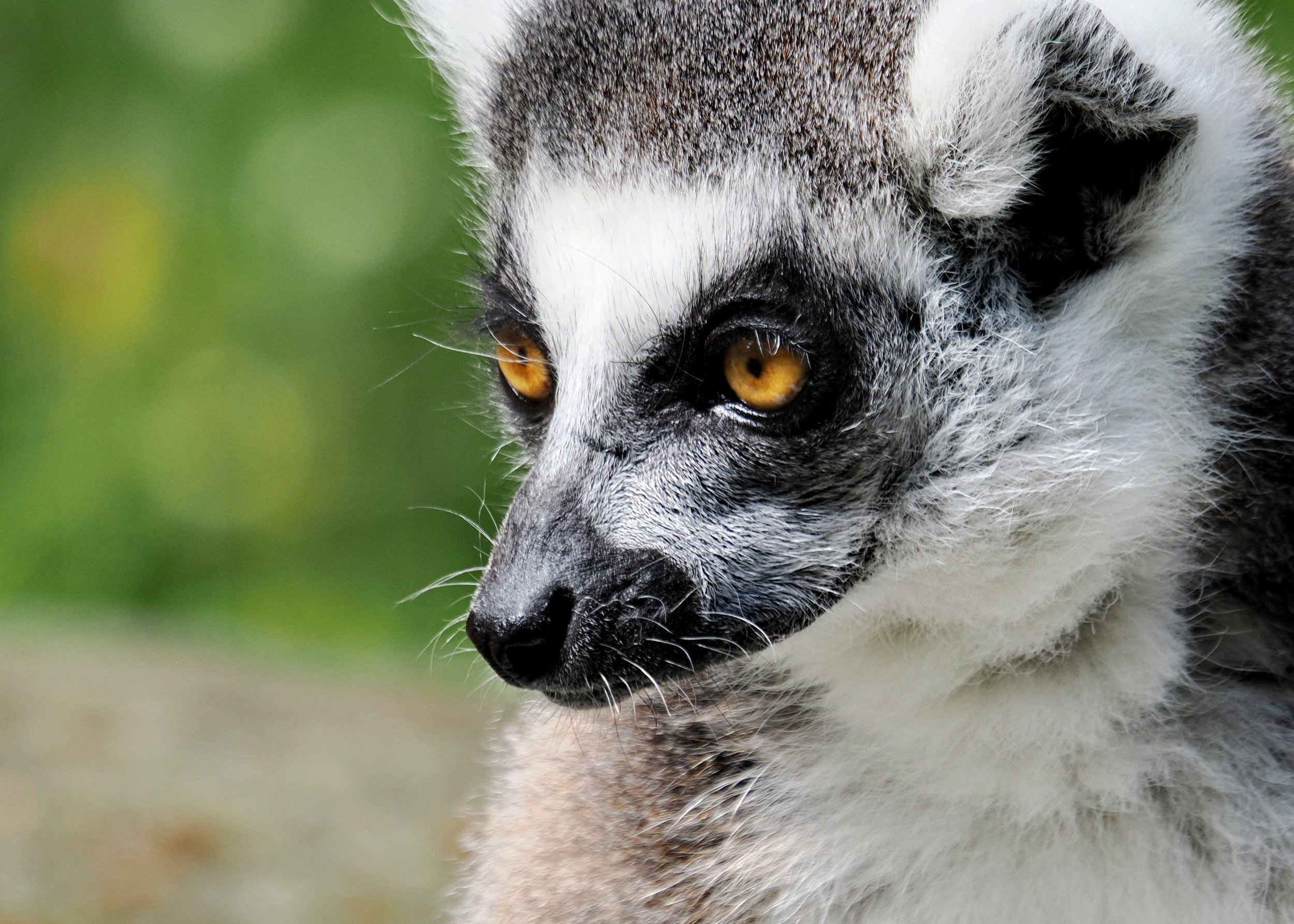 O_ZOO_033.JPG