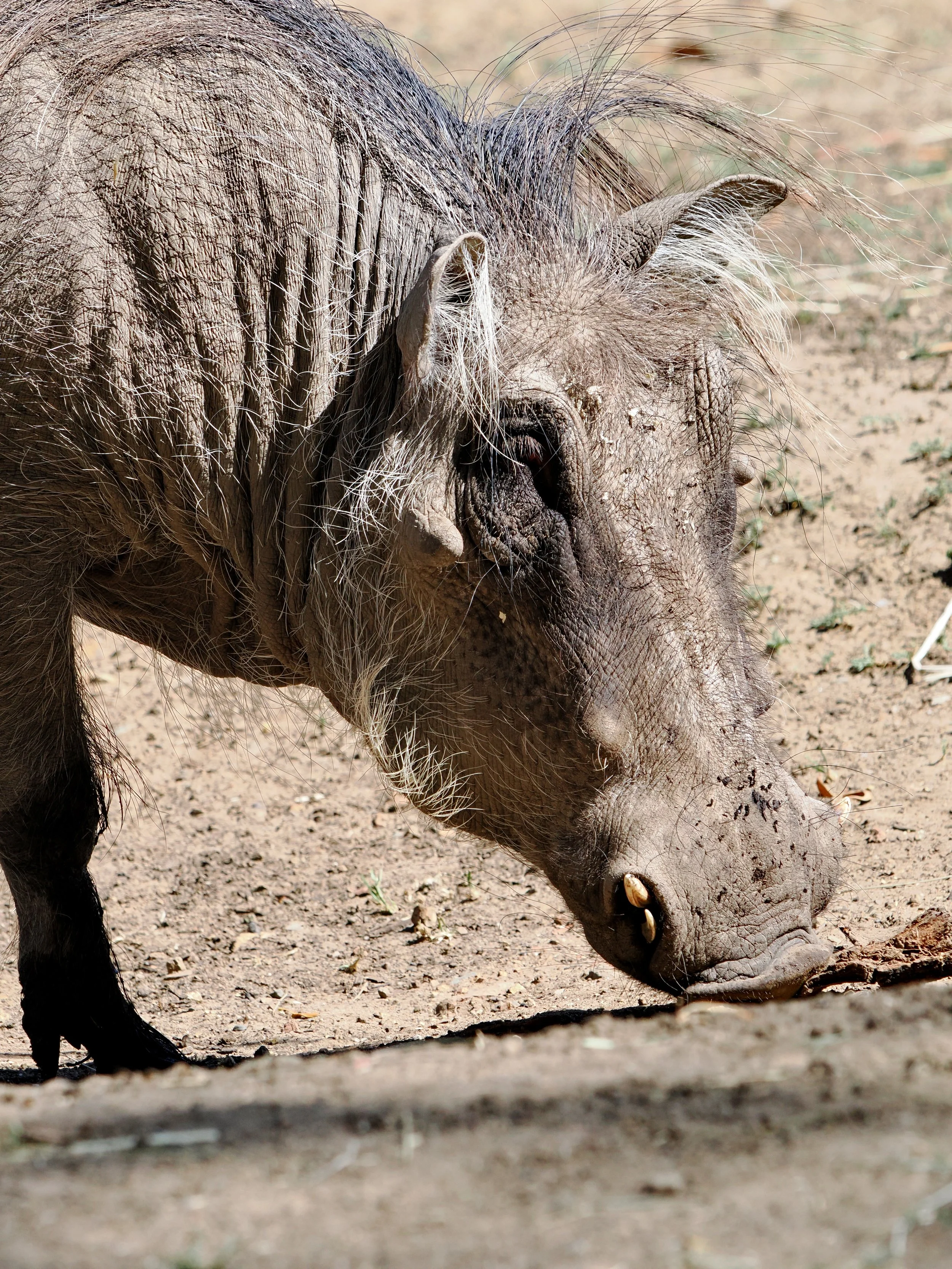 O_ZOO_047.JPG