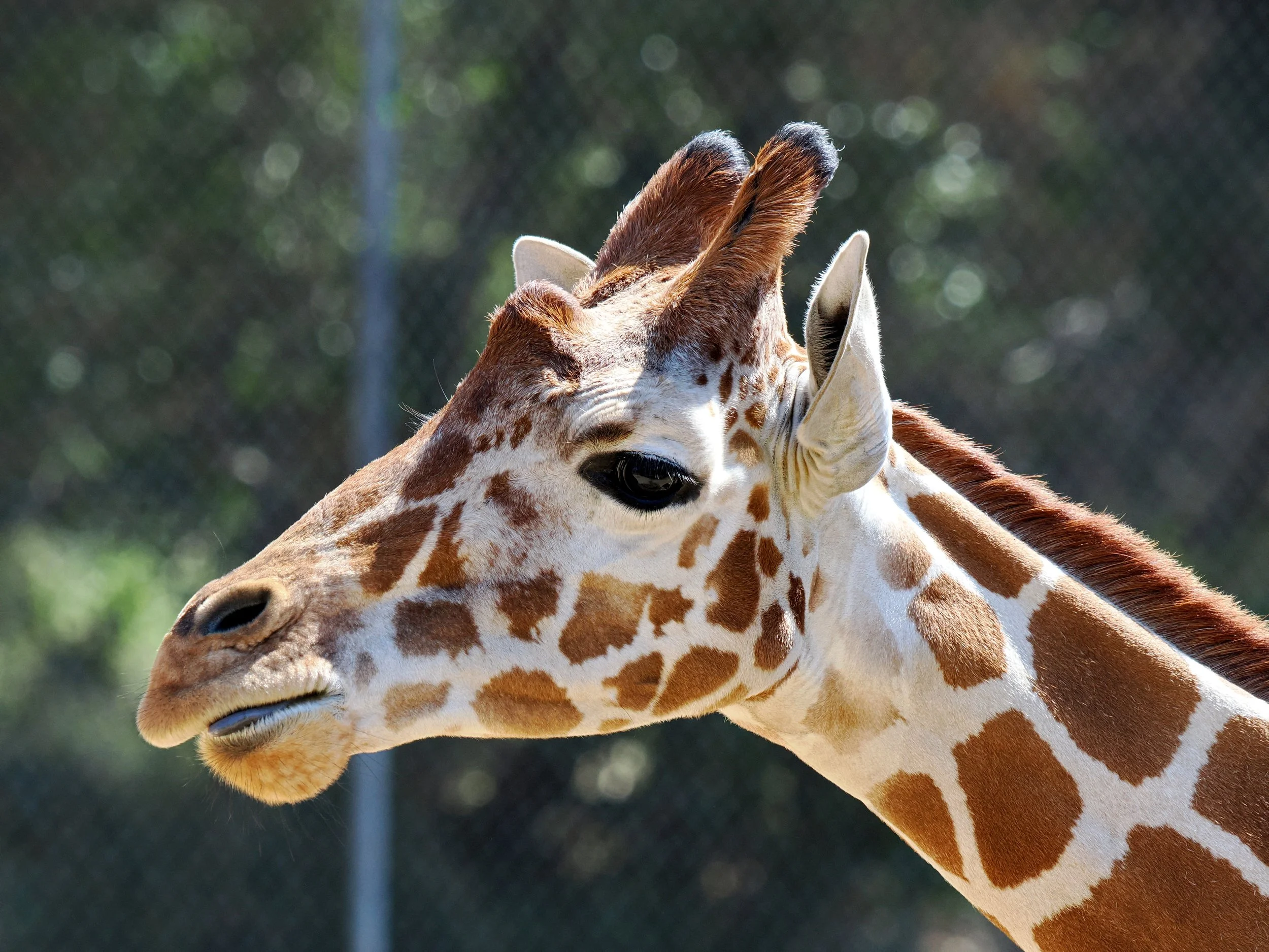 O_ZOO_048.JPG