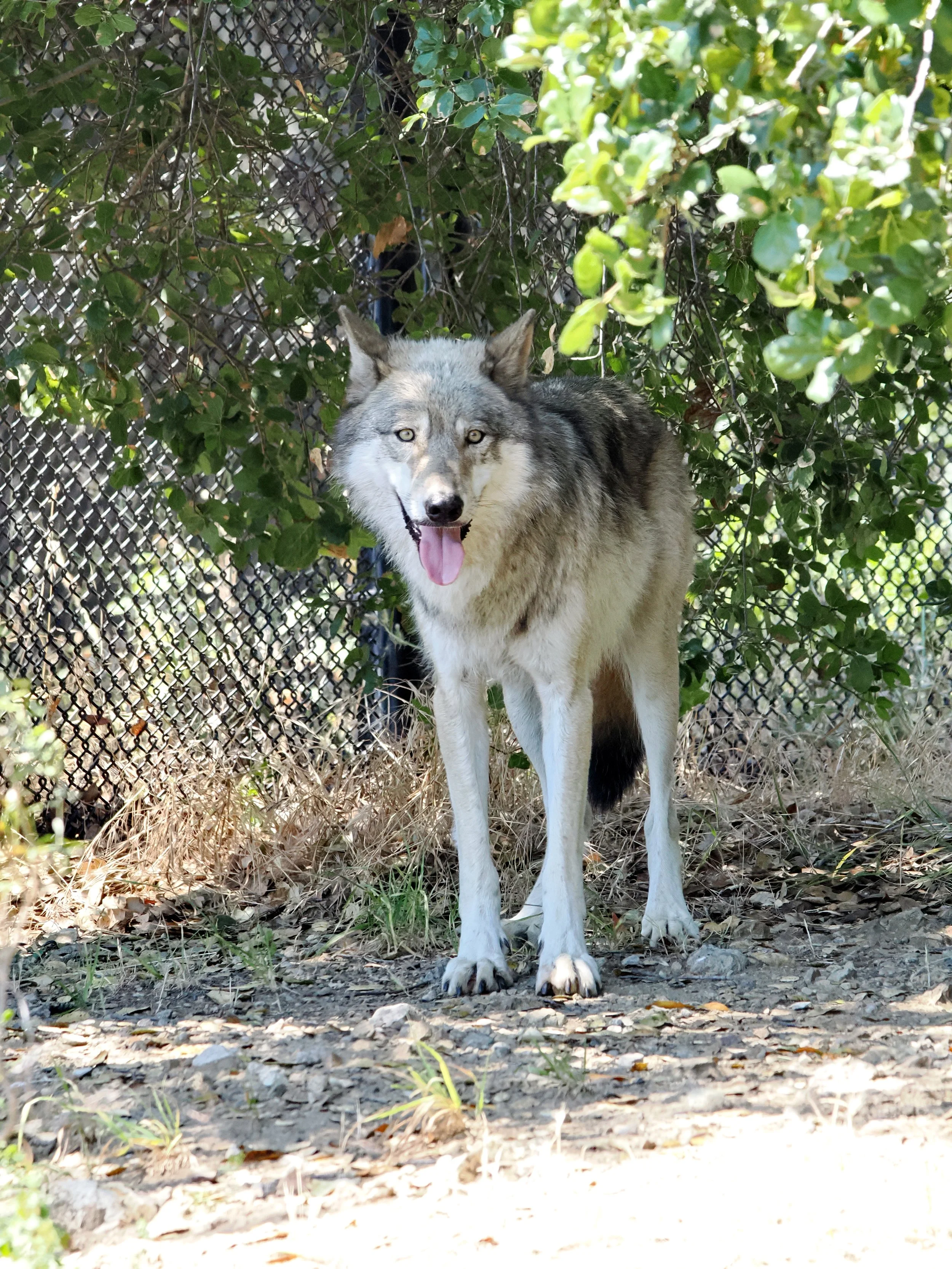 O_ZOO_052.JPG