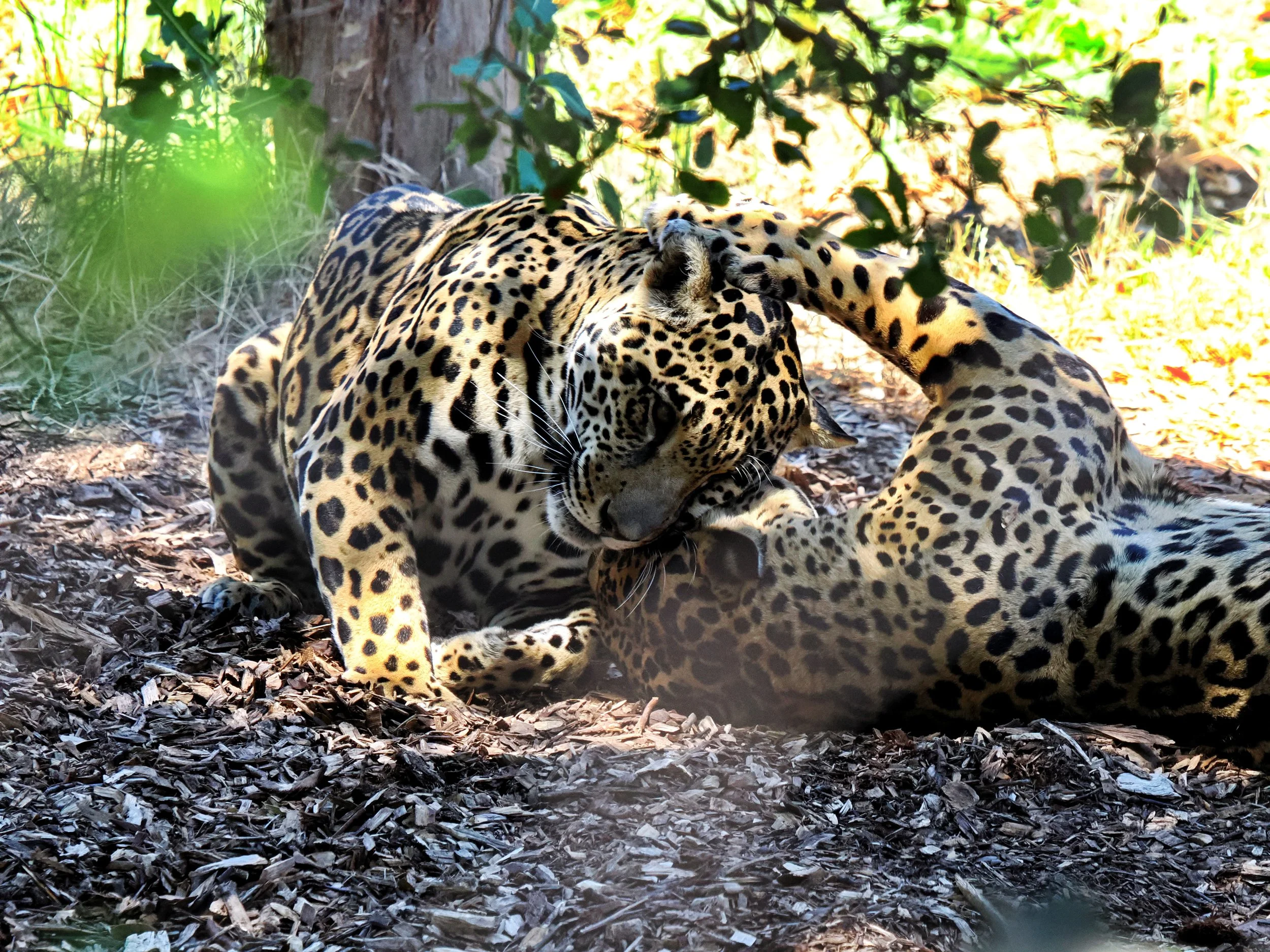 O_ZOO_053.JPG