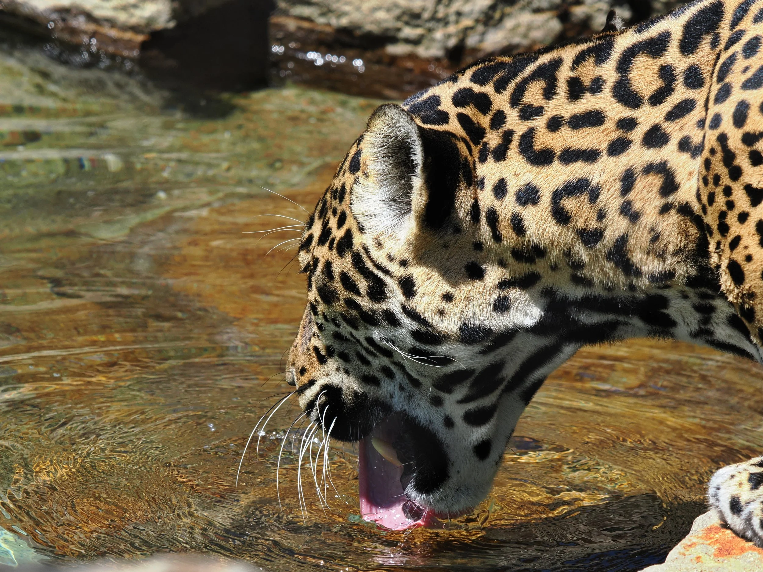 O_ZOO_054.JPG