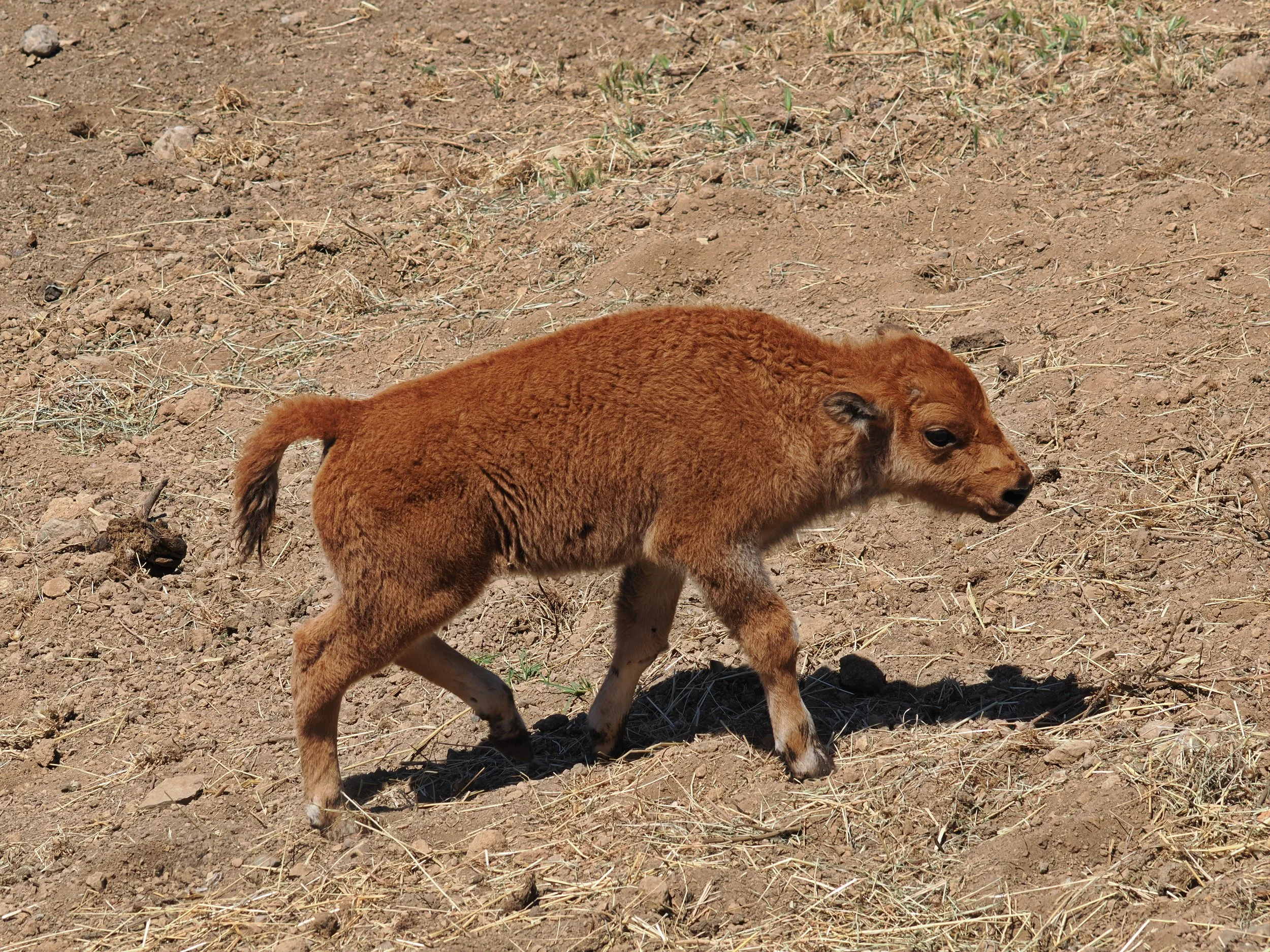 O_ZOO_057.JPG