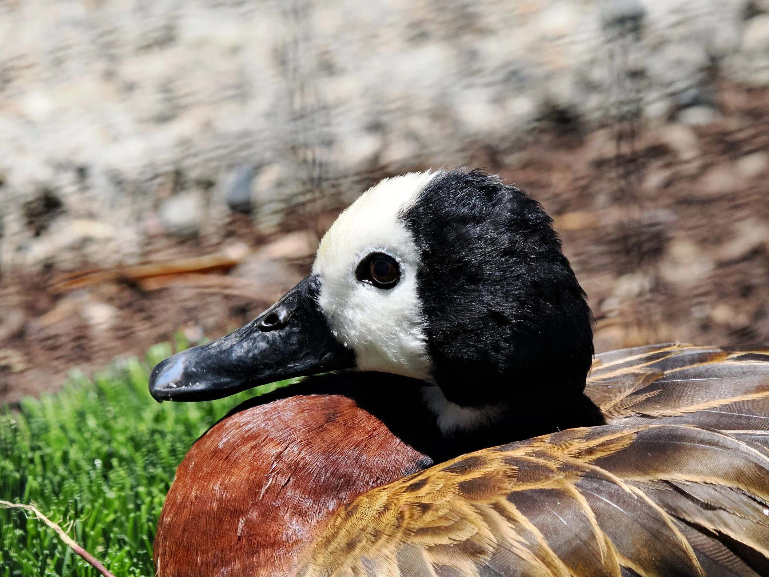O_ZOO_064.JPG