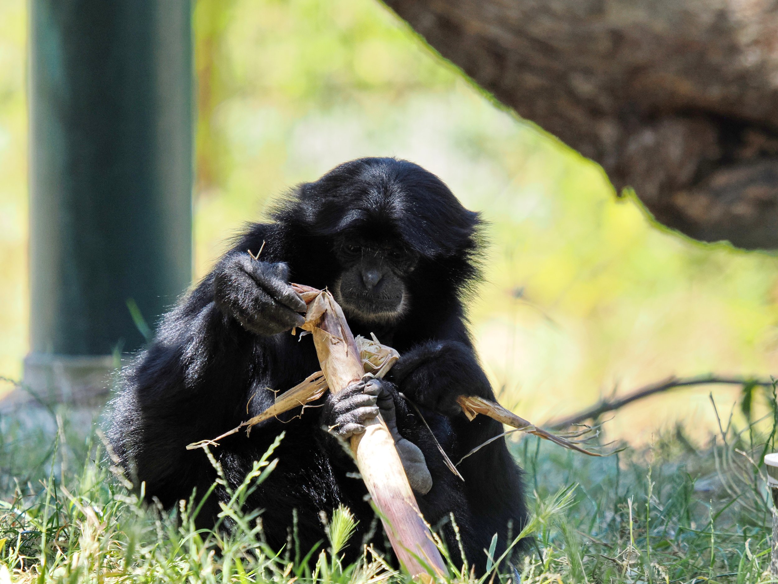 O_ZOO_066.JPG