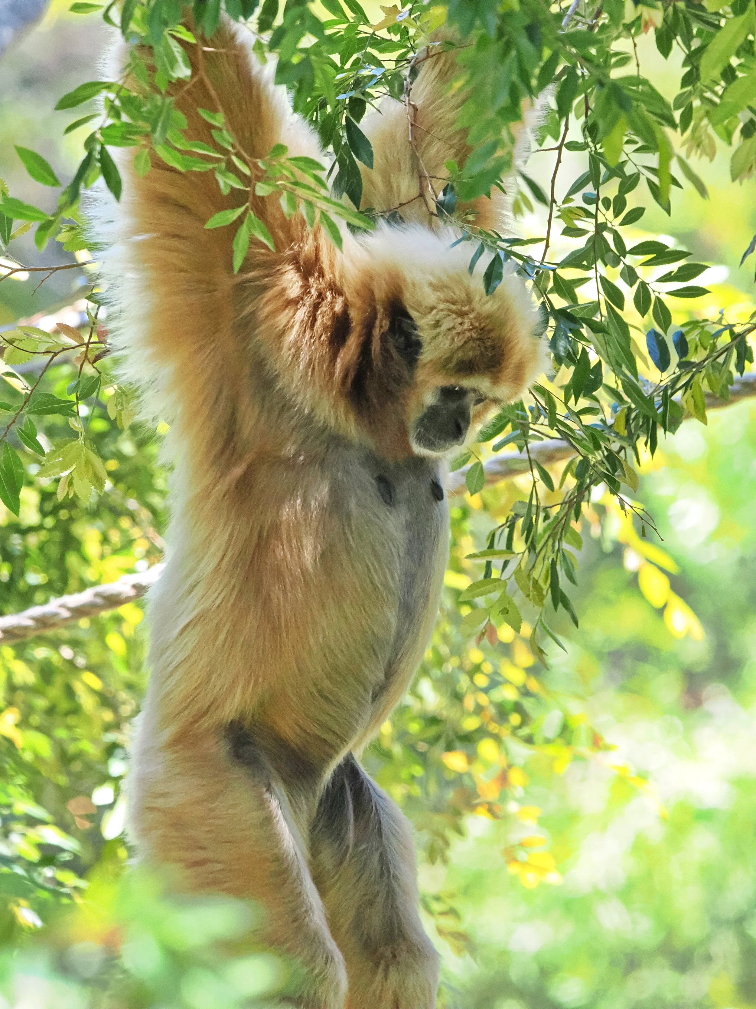 O_ZOO_067.JPG