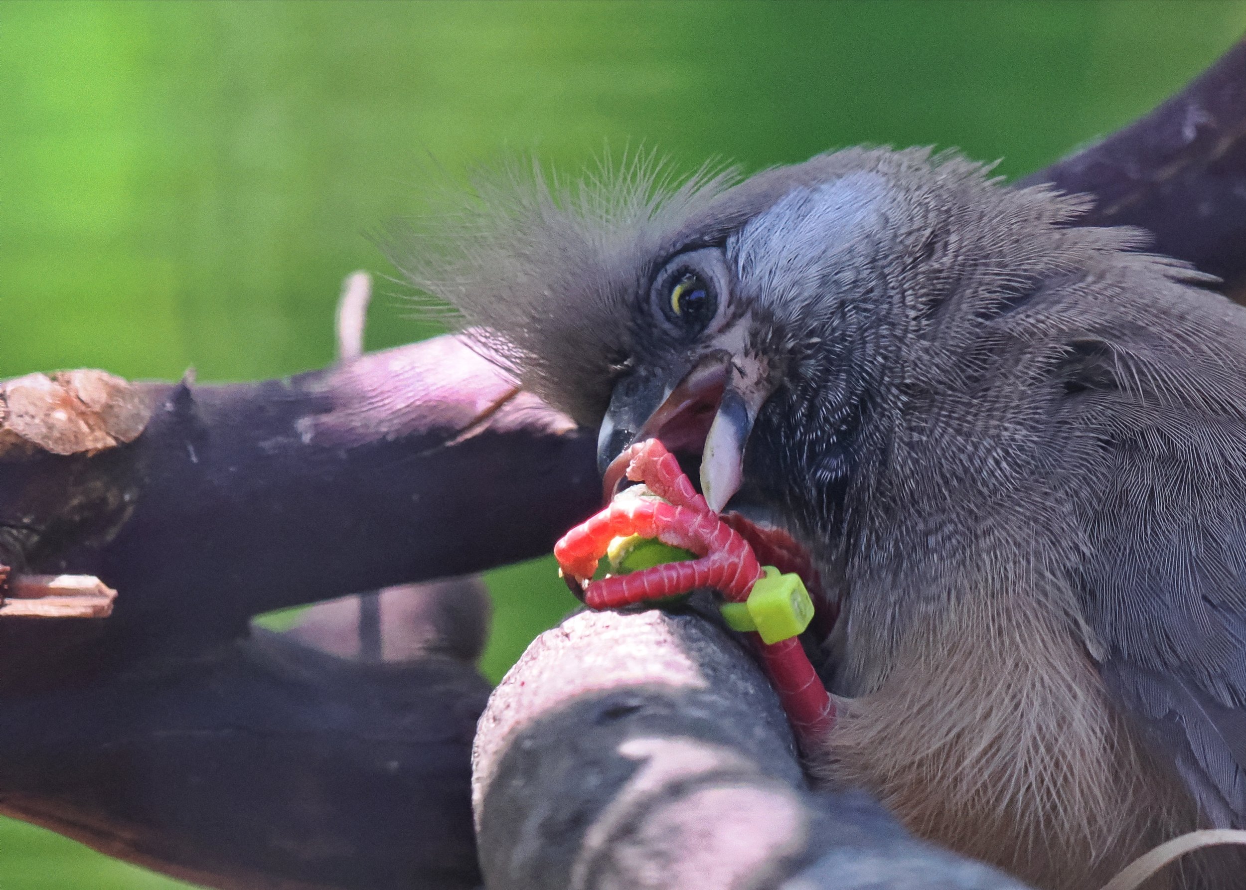 O_ZOO_069.JPG