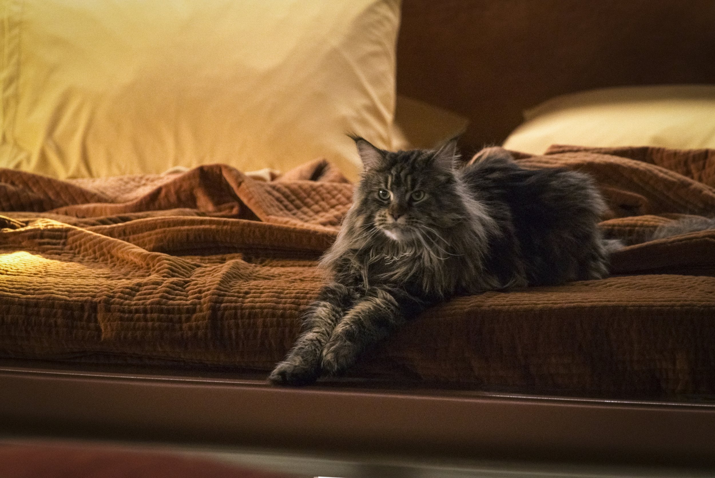   Pictured: Grudge the cat of the Paramount+ original series STAR TREK: DISCOVERY. Photo Cr: Michael Gibson/Paramount+ (C) 2021 CBS Interactive. All Rights Reserved.  