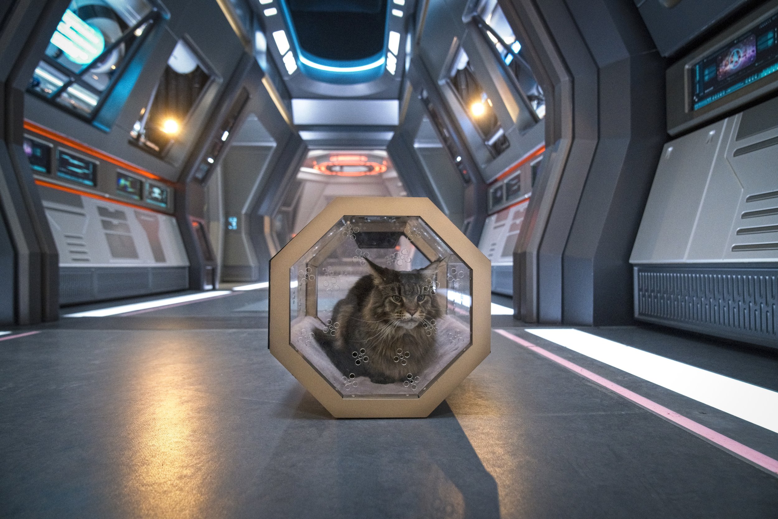   Pictured: Grudge the cat of the Paramount+ original series STAR TREK: DISCOVERY. Photo Cr: Michael Gibson/Paramount+ (C) 2021 CBS Interactive. All Rights Reserved.  