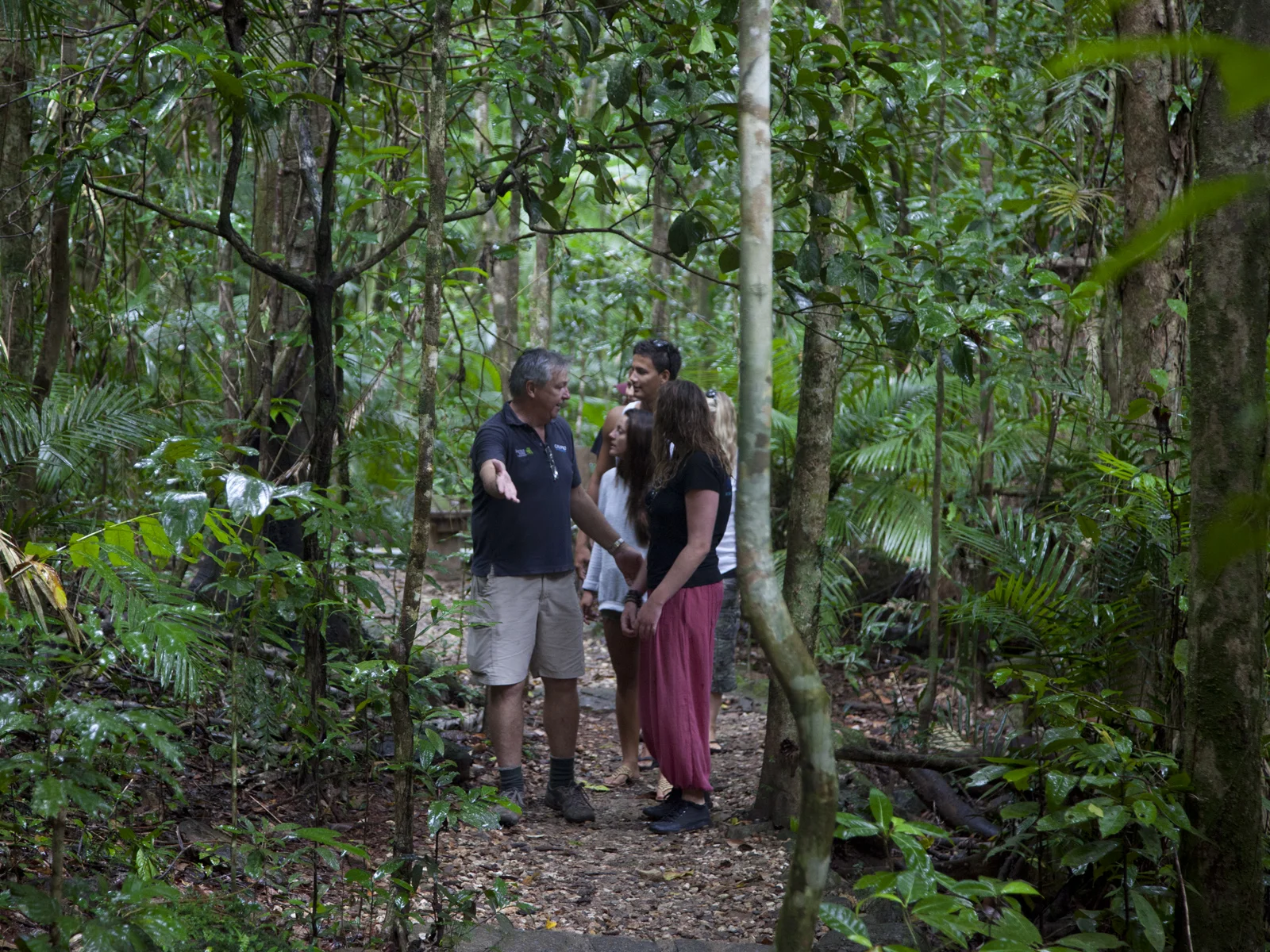 Lush rainforest.jpg
